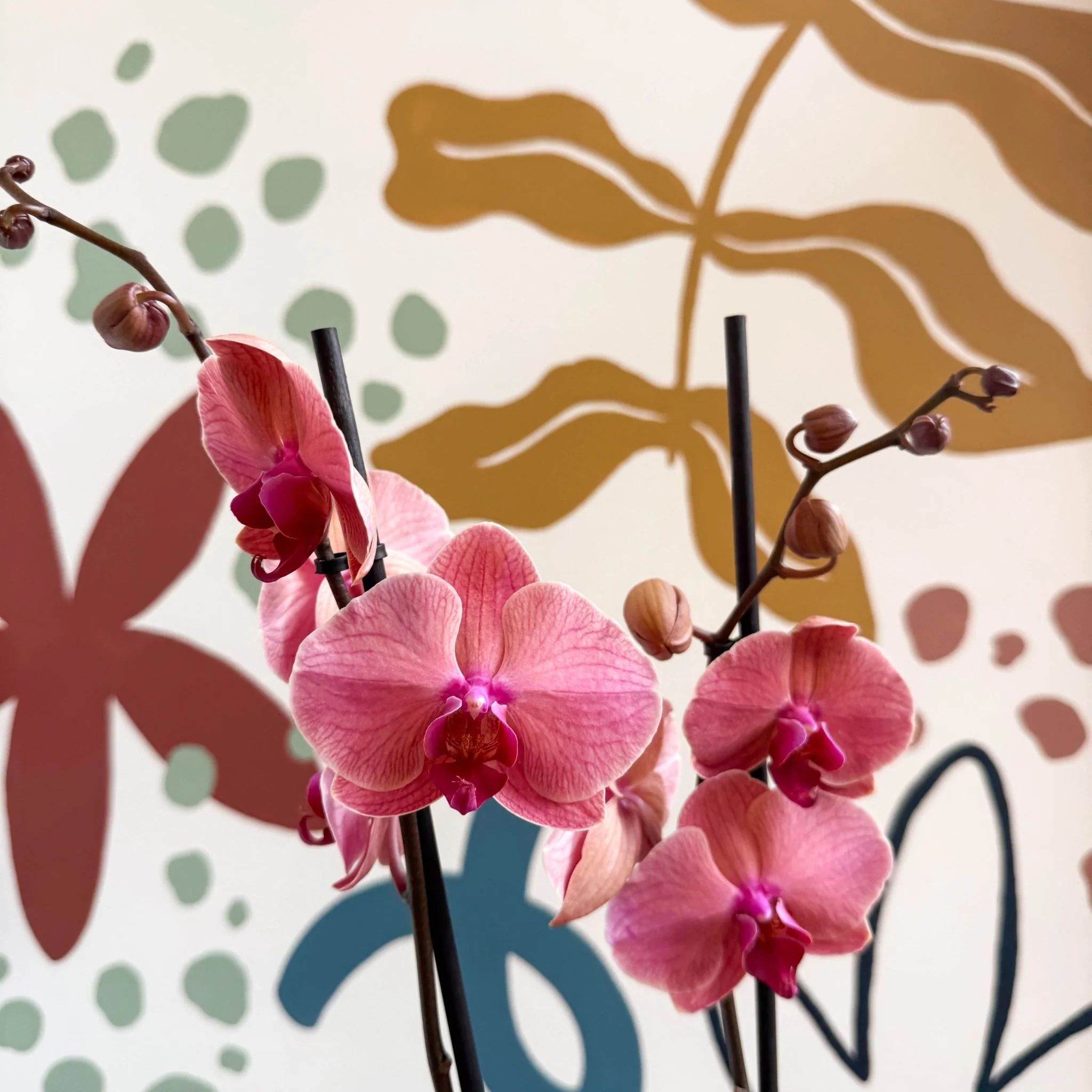 Phalaenopsis 'Anthura Narbonne' - Peach Pink Moth Orchid - Image 3