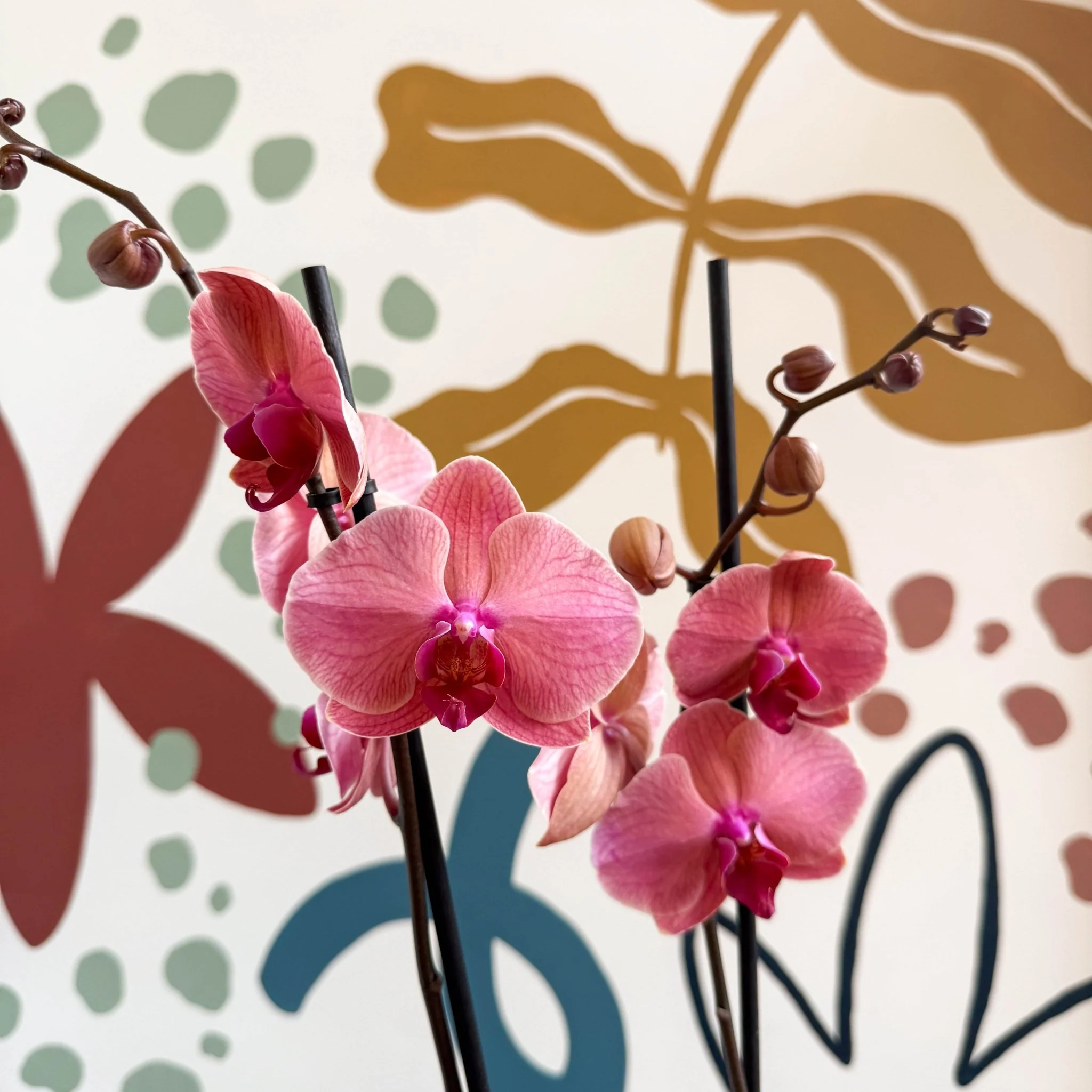 Phalaenopsis 'Anthura Narbonne' - Peach Pink Moth Orchid - Image 4