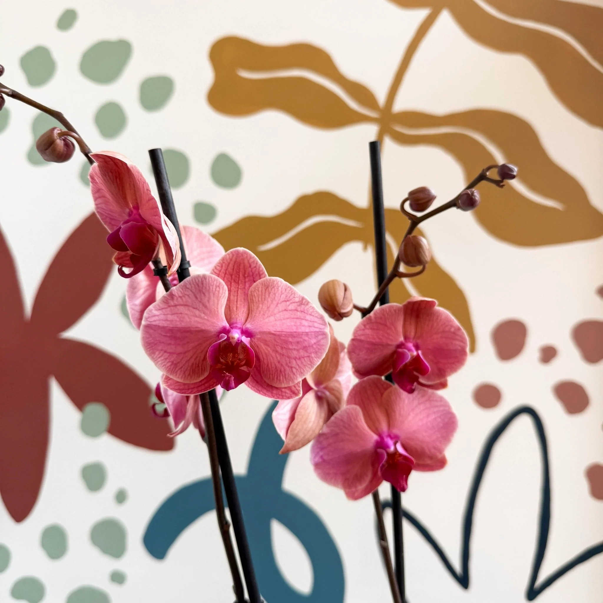 Phalaenopsis 'Anthura Narbonne' - Peach Pink Moth Orchid - Image 5