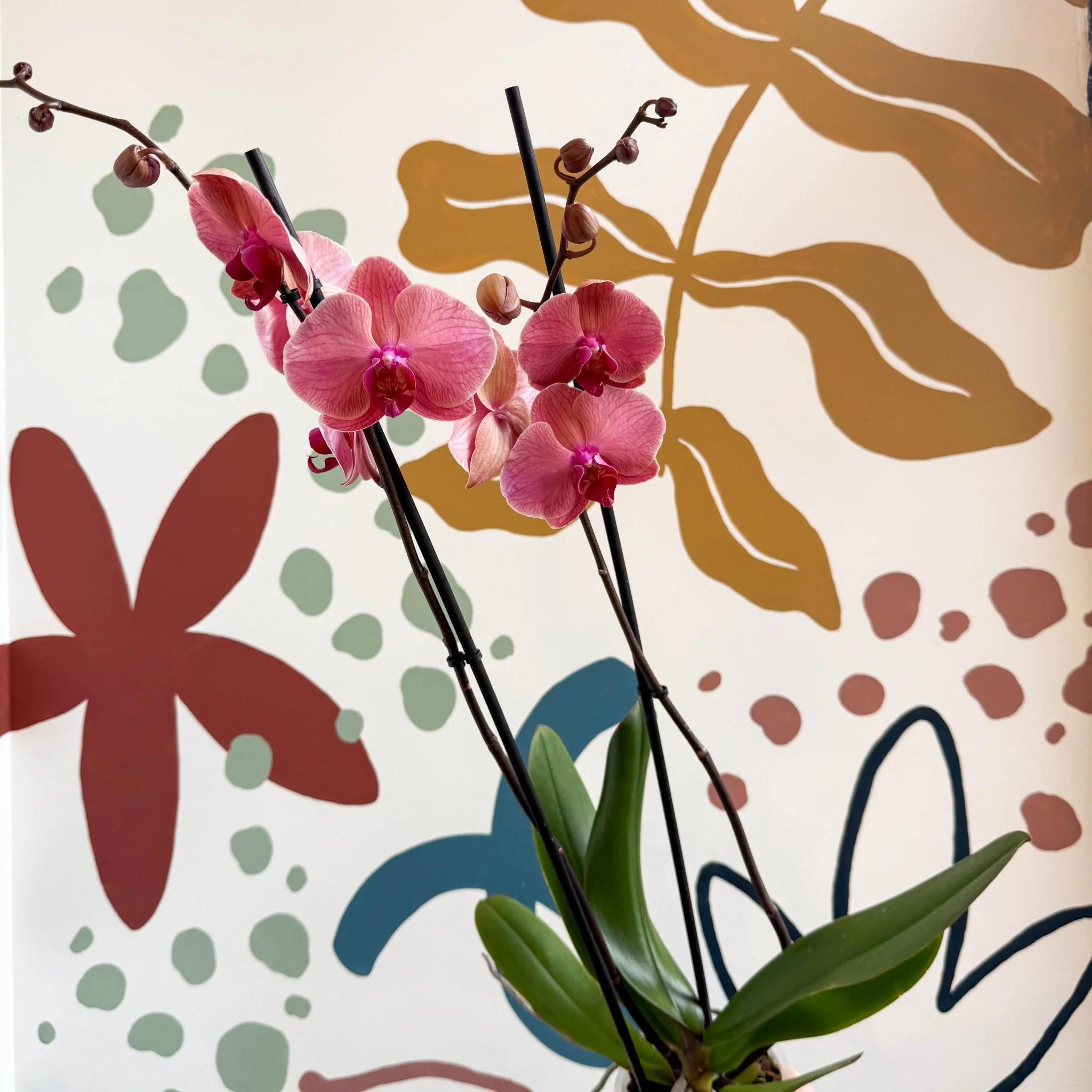 Phalaenopsis 'Anthura Narbonne' - Peach Pink Moth Orchid - Image 6