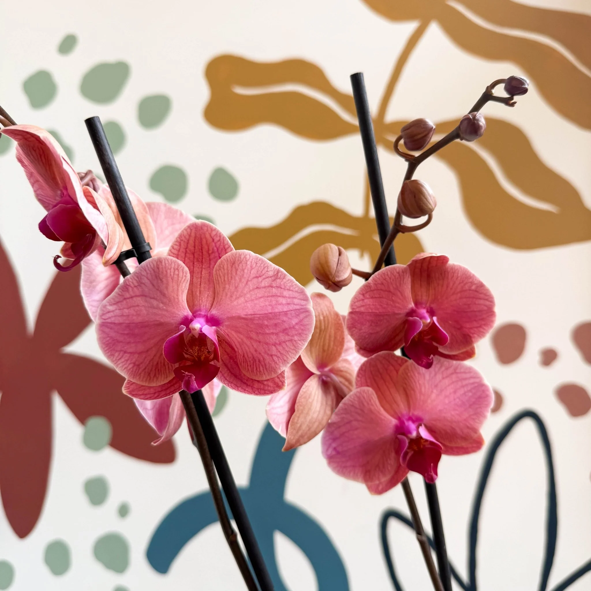 Phalaenopsis 'Anthura Narbonne' - Peach Pink Moth Orchid - Image 7