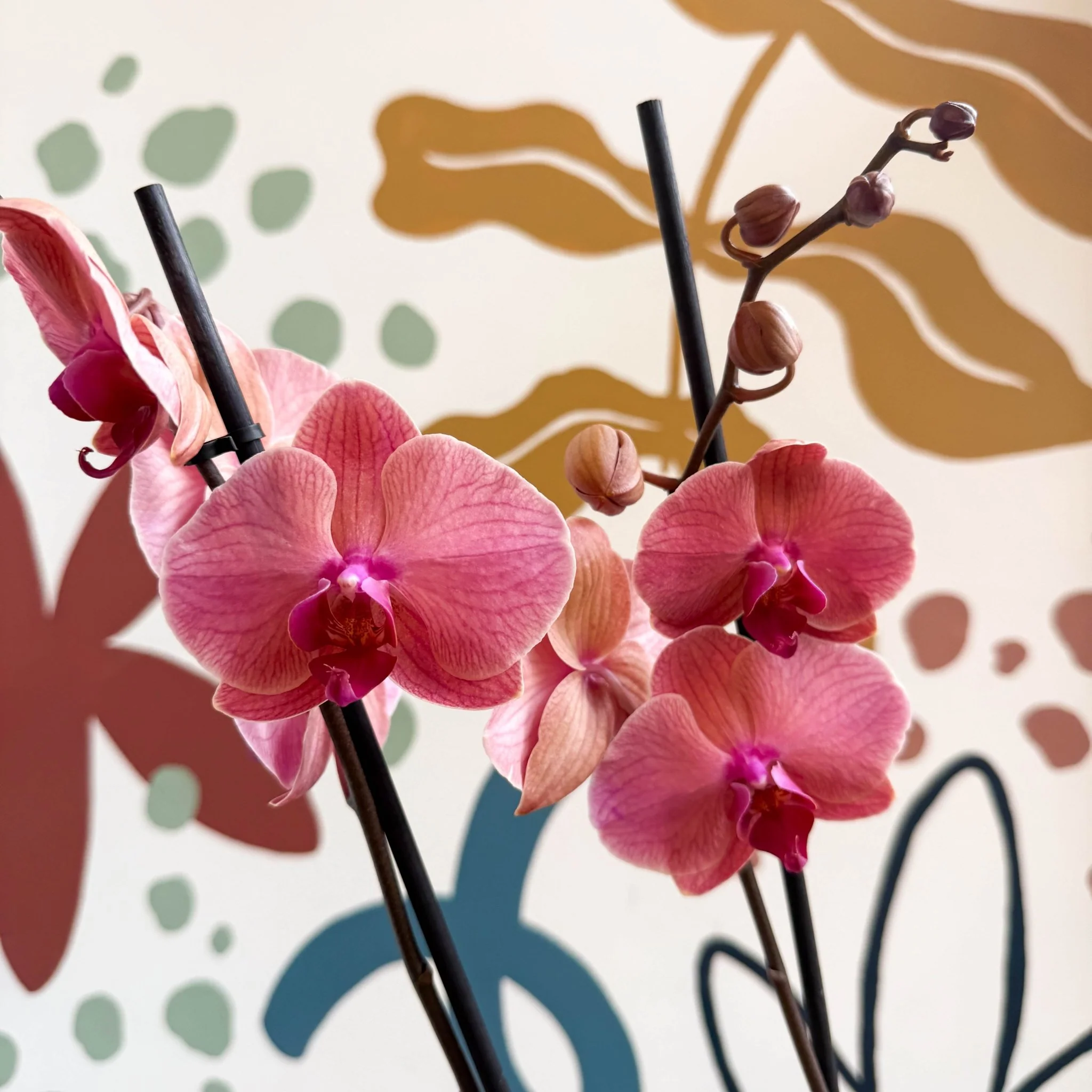 Phalaenopsis 'Anthura Narbonne' - Peach Pink Moth Orchid - Image 8