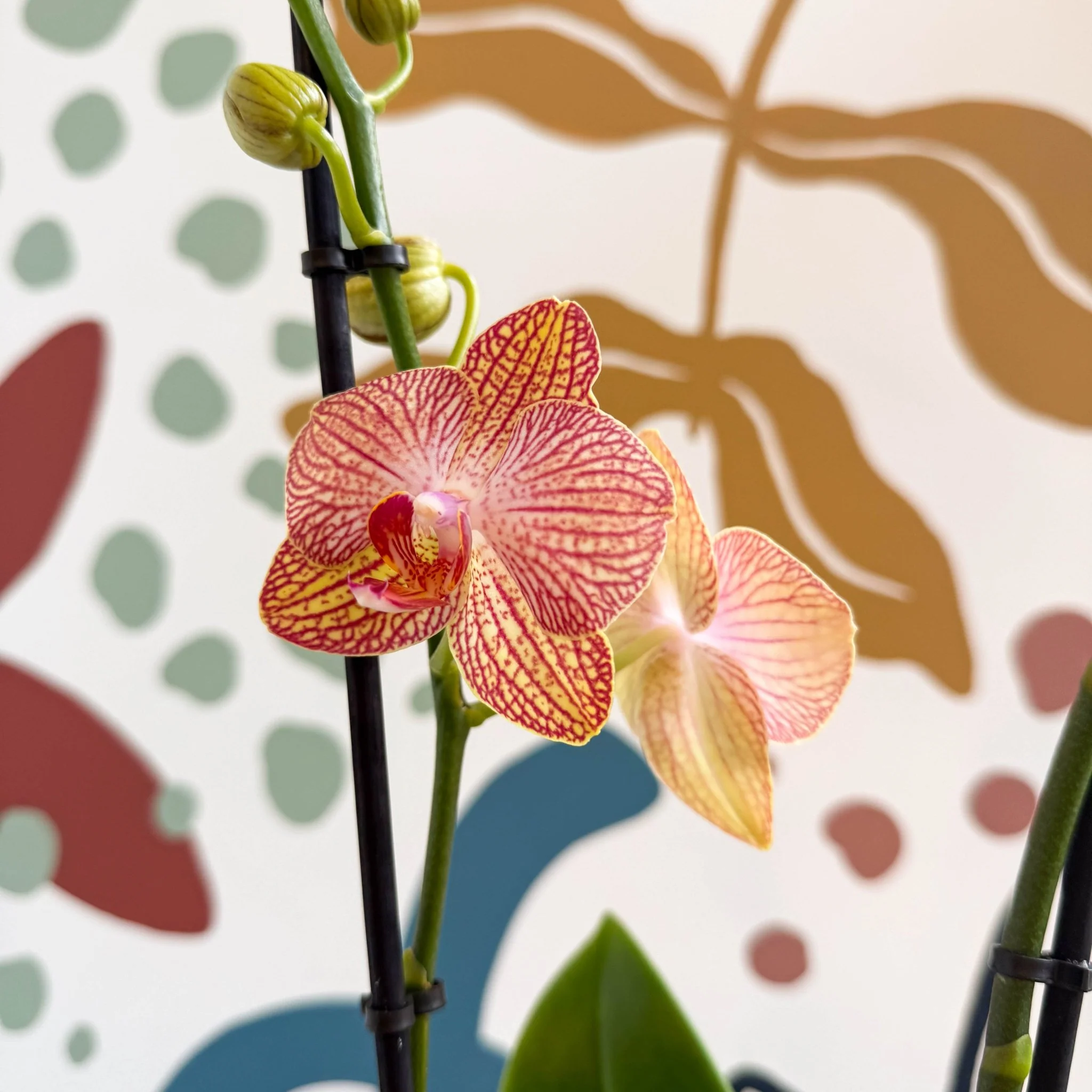 Phalaenopsis 'Anthura Ravello' - Pink and Peach Moth Orchid
