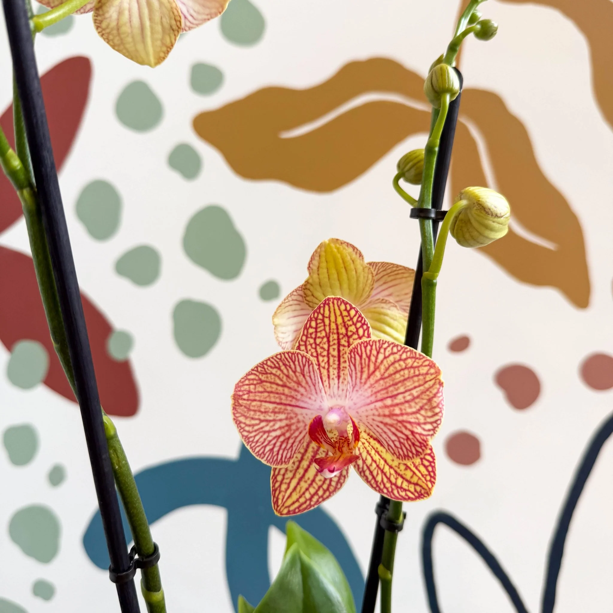 Phalaenopsis 'Anthura Ravello' - Pink and Peach Moth Orchid - Image 2