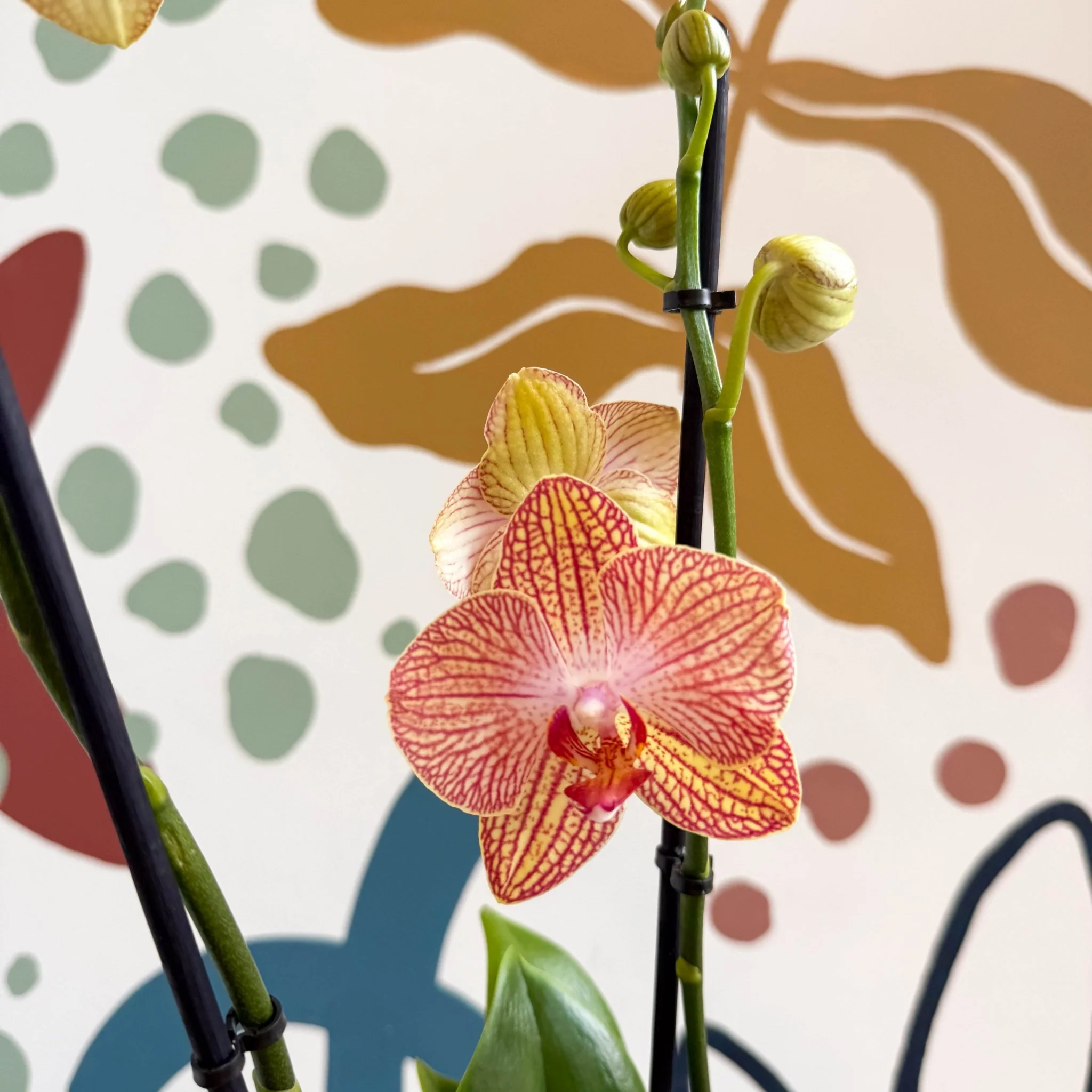 Phalaenopsis 'Anthura Ravello' - Pink and Peach Moth Orchid - Image 3