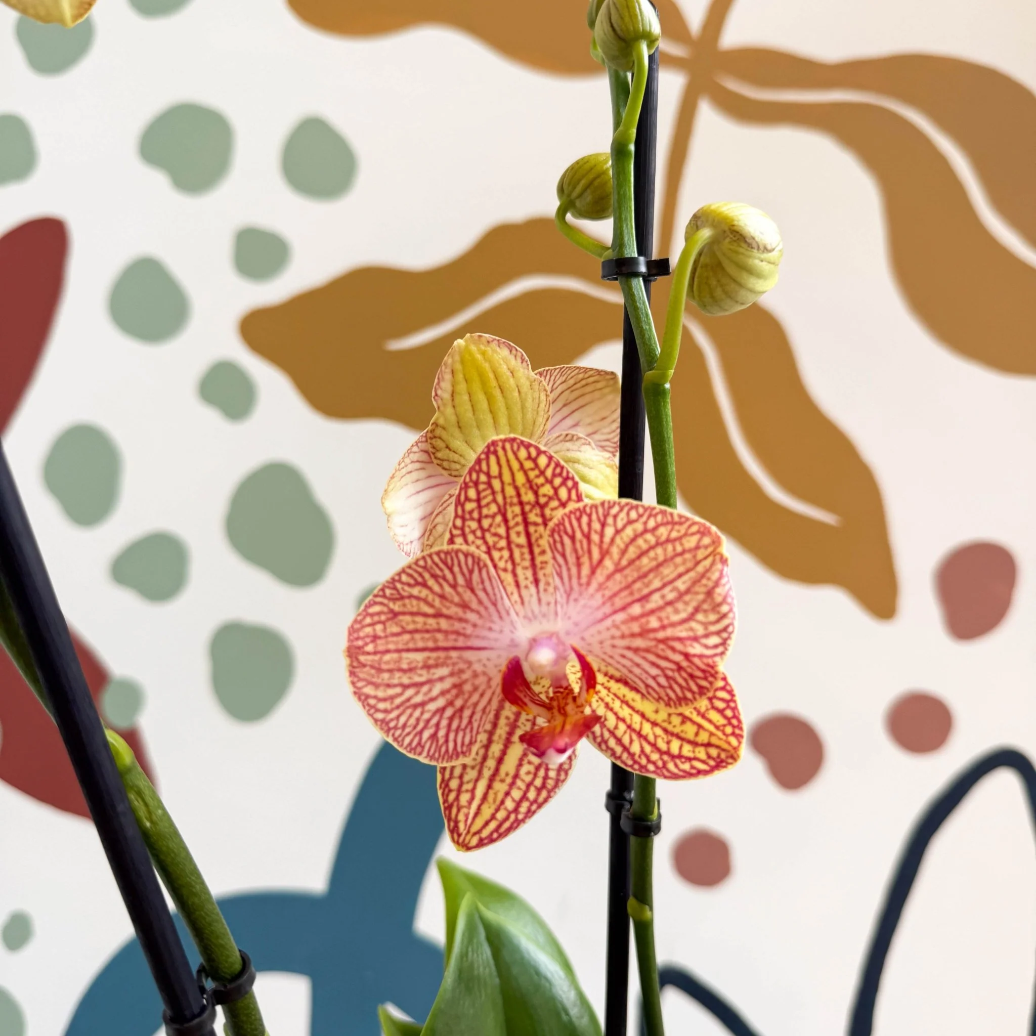 Phalaenopsis 'Anthura Ravello' - Pink and Peach Moth Orchid - Image 4