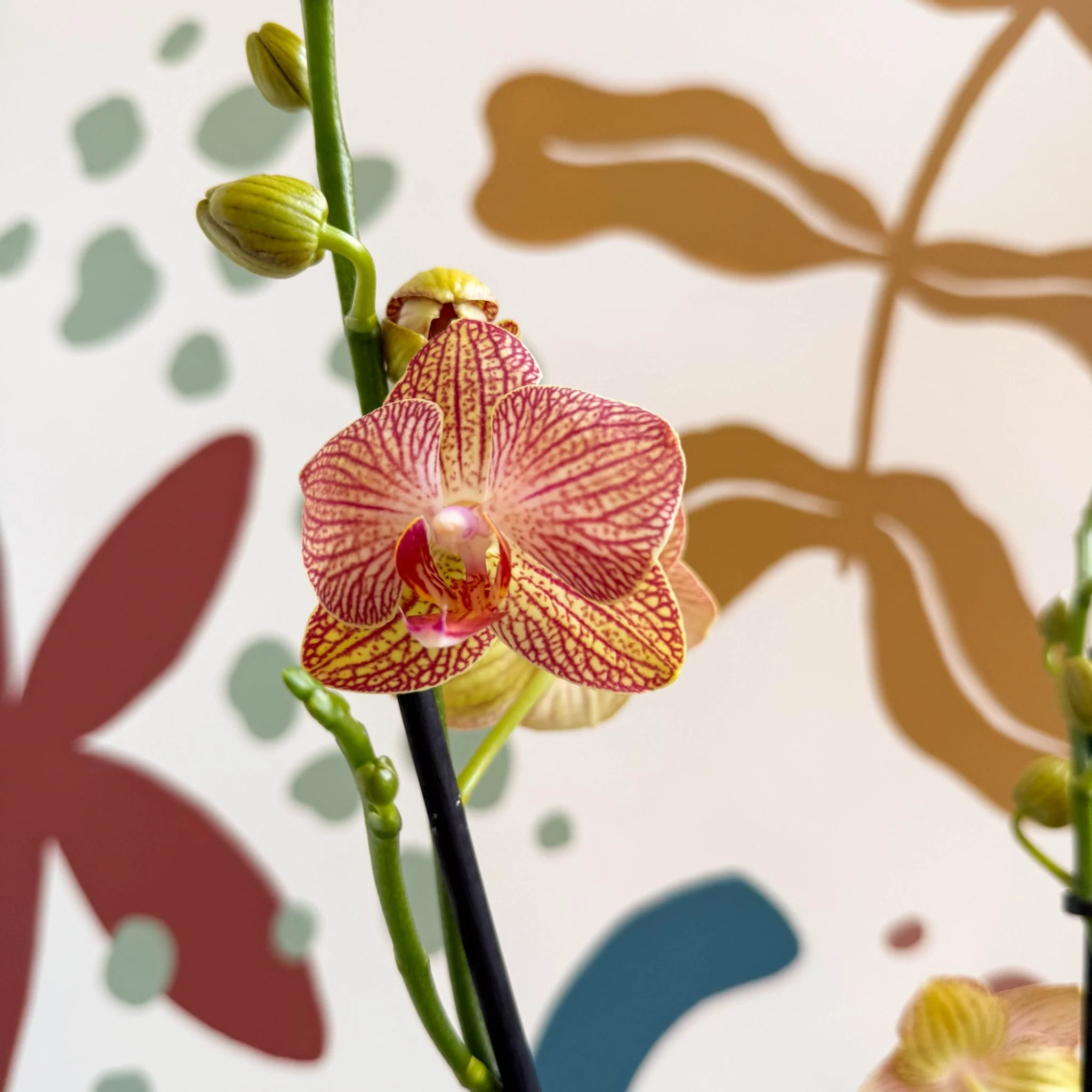 Phalaenopsis 'Anthura Ravello' - Pink and Peach Moth Orchid - Image 5