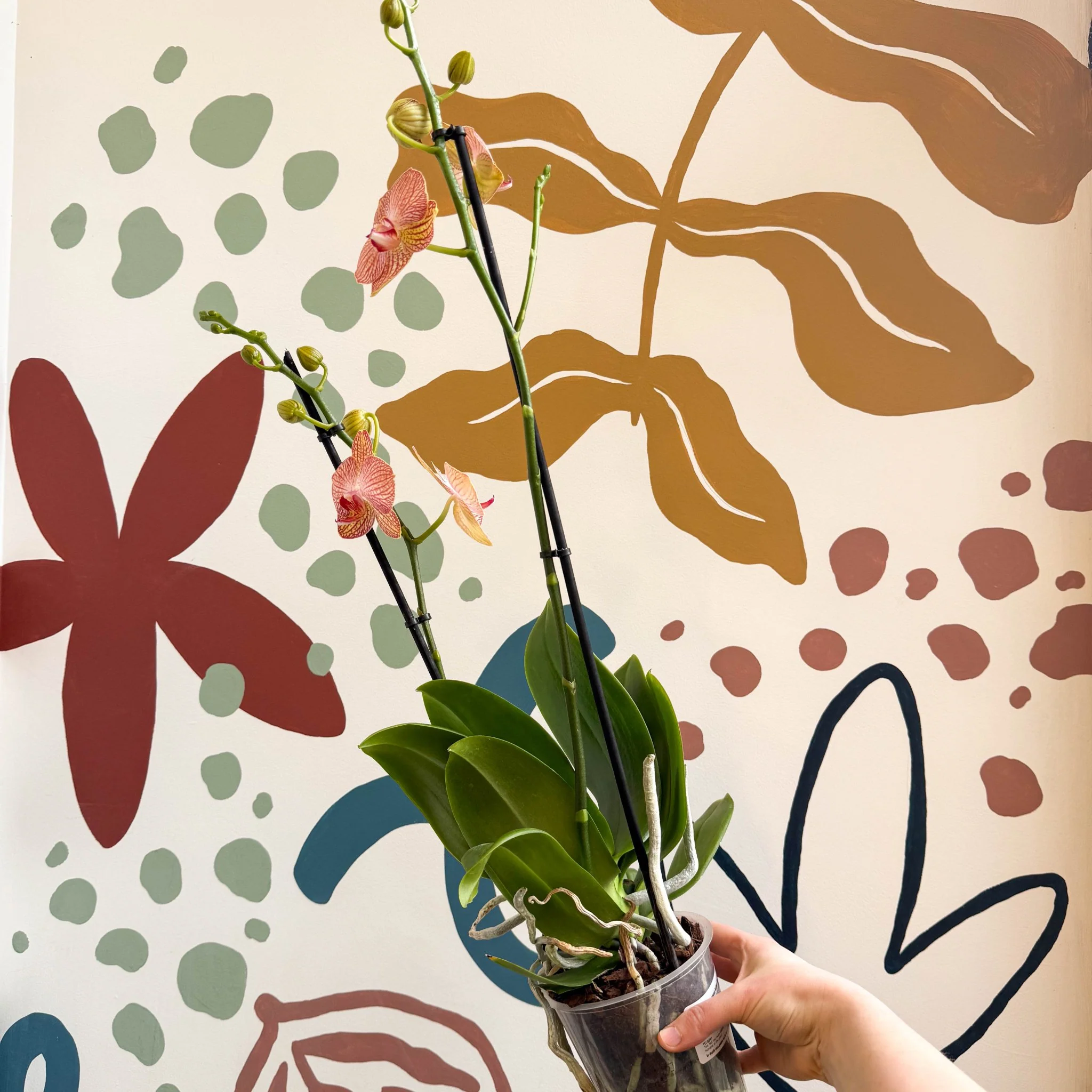 Phalaenopsis 'Anthura Ravello' - Pink and Peach Moth Orchid - Image 6