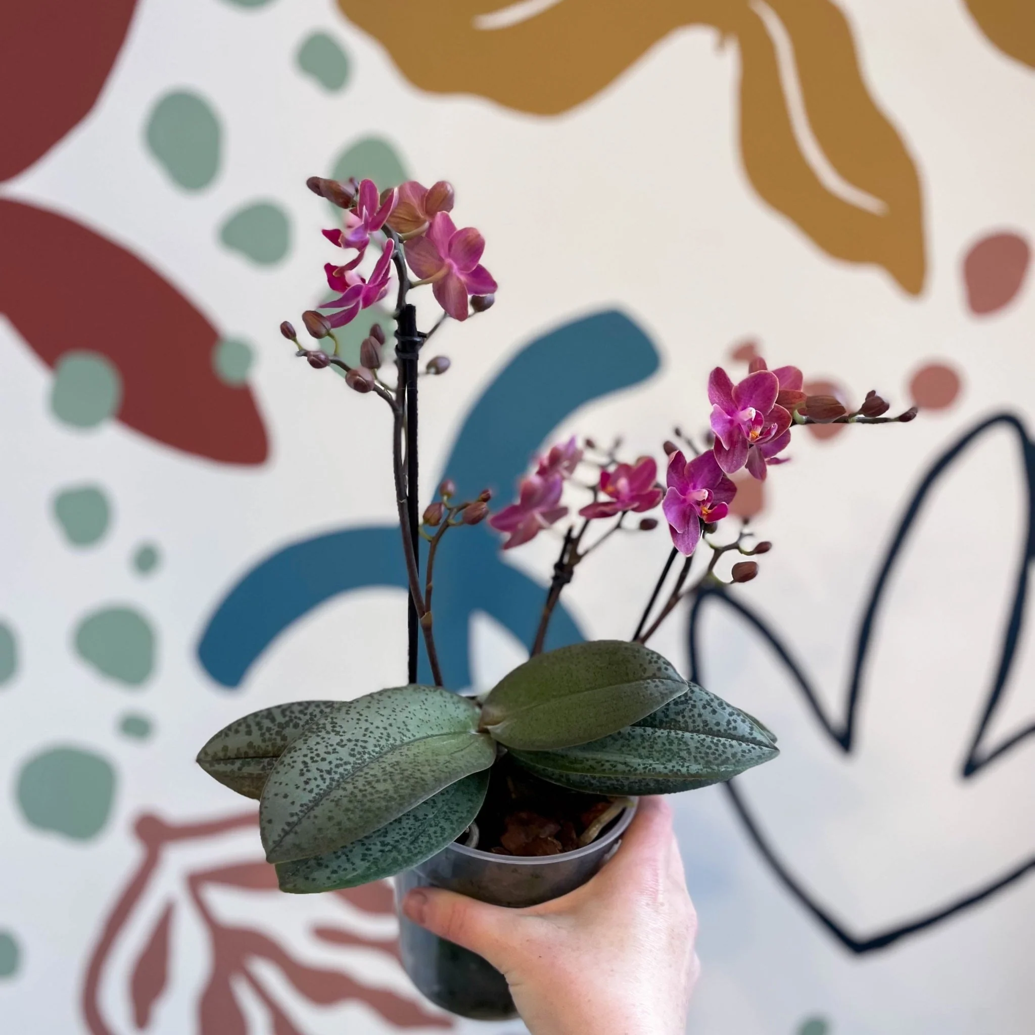 Phalaenopsis 'Aromio Floral' - Magenta Pink Fragrant Moth Orchid - Image 12