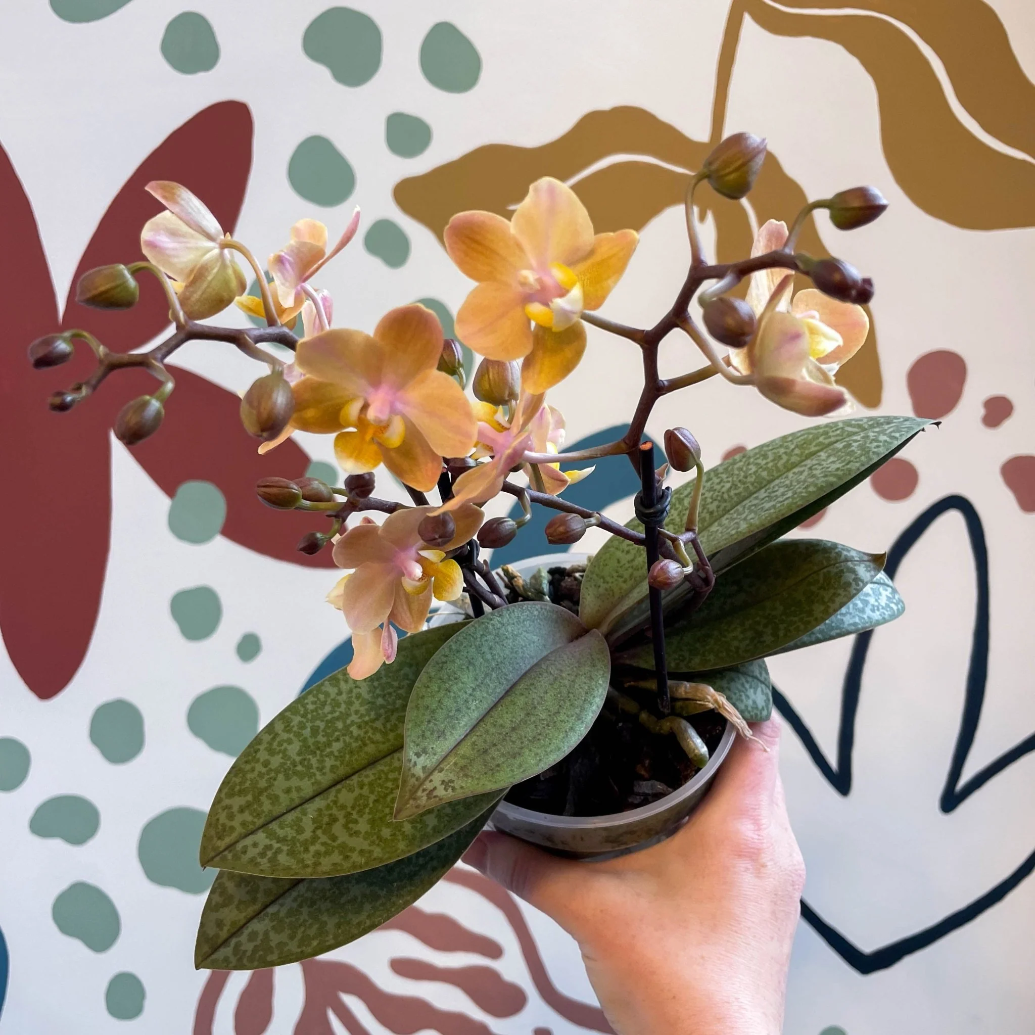 Phalaenopsis 'Aromio Honey' - Golden Pink Fragrant Moth Orchid - Image 17