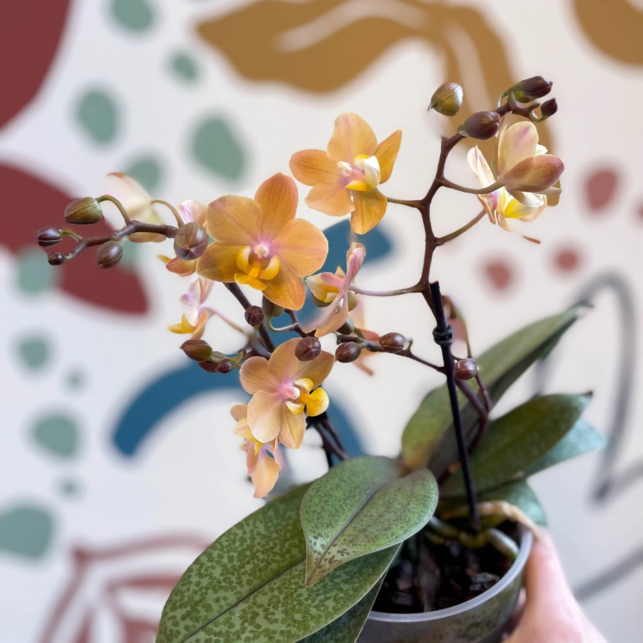 Phalaenopsis 'Aromio Honey' - Golden Pink Fragrant Moth Orchid - Image 18