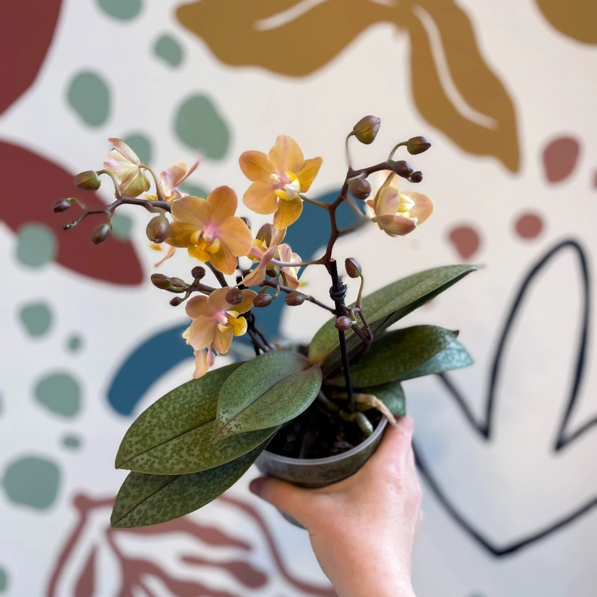 Phalaenopsis 'Aromio Honey' - Golden Pink Fragrant Moth Orchid - Image 19