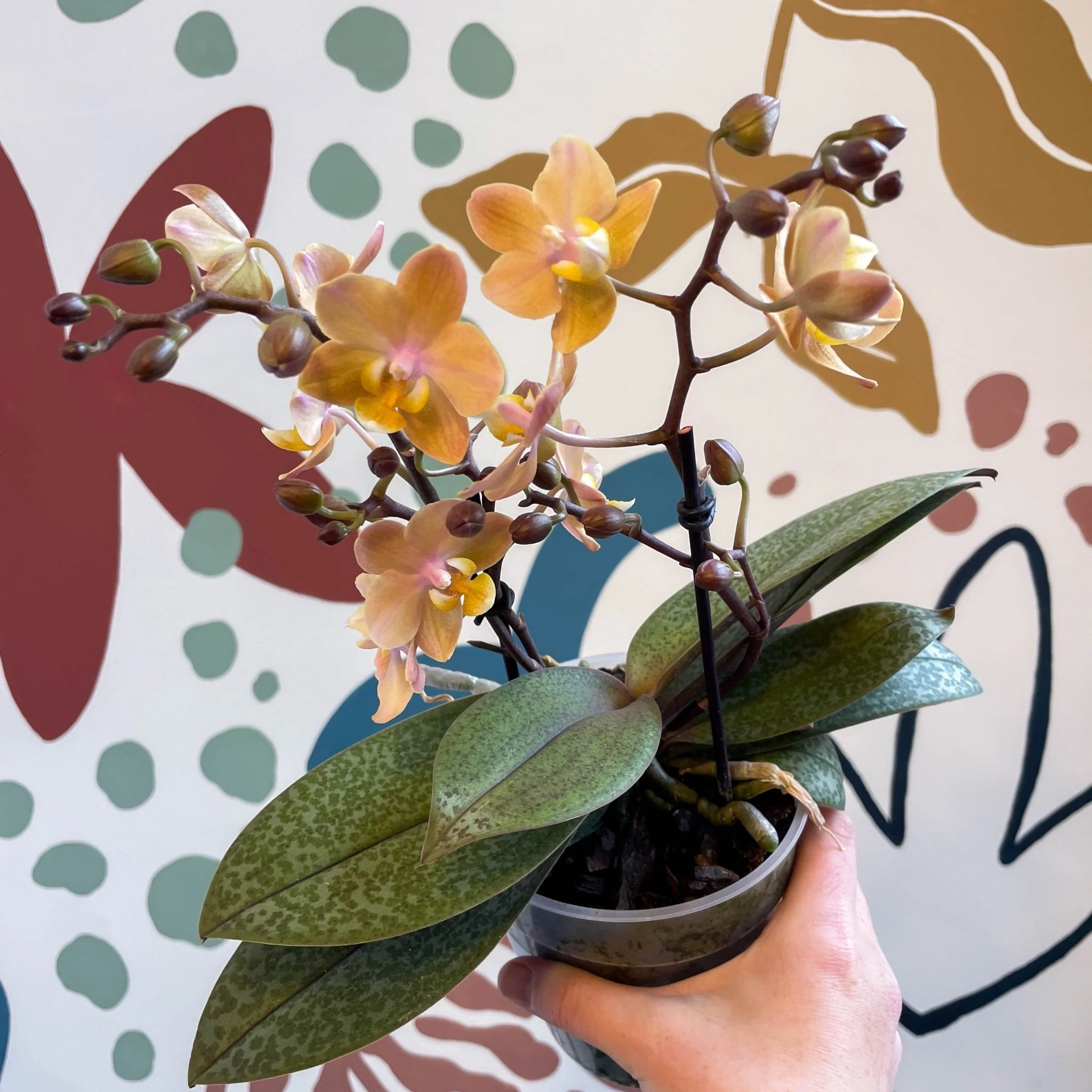 Phalaenopsis 'Aromio Honey' - Golden Pink Fragrant Moth Orchid - Image 3