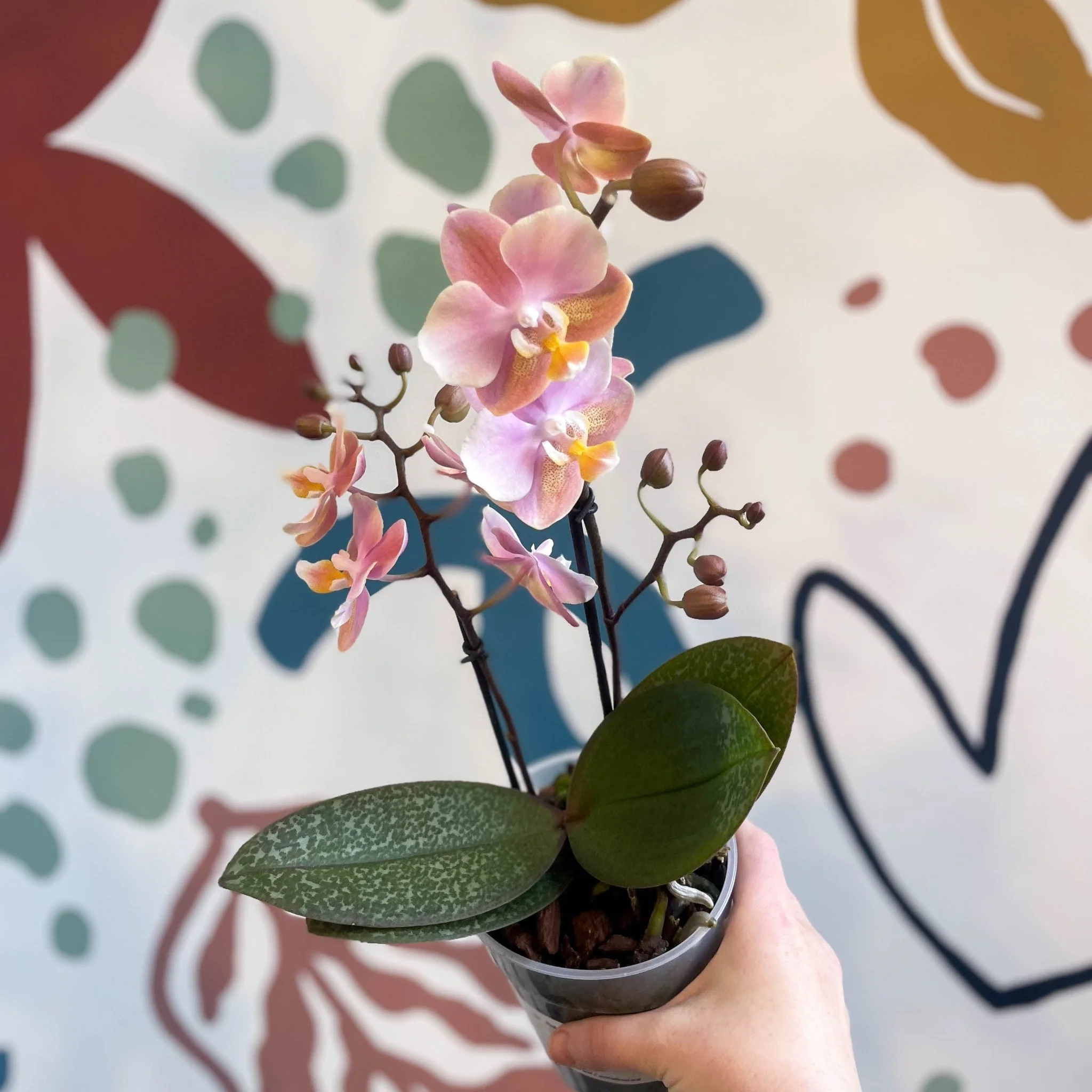 Phalaenopsis 'Aromio Oriental' - Light Pink Fragrant Moth Orchid
