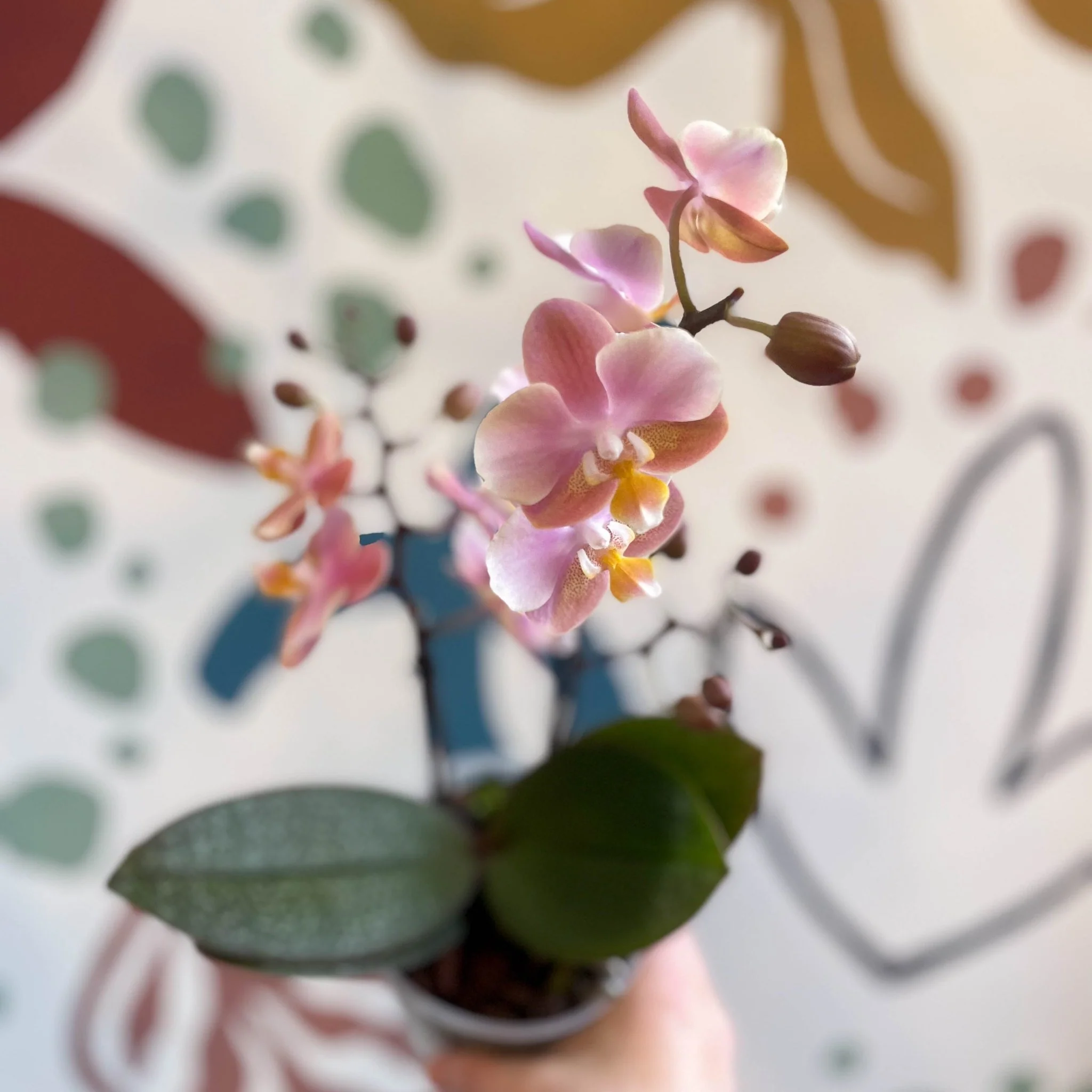 Phalaenopsis 'Aromio Oriental' - Light Pink Fragrant Moth Orchid - Image 10