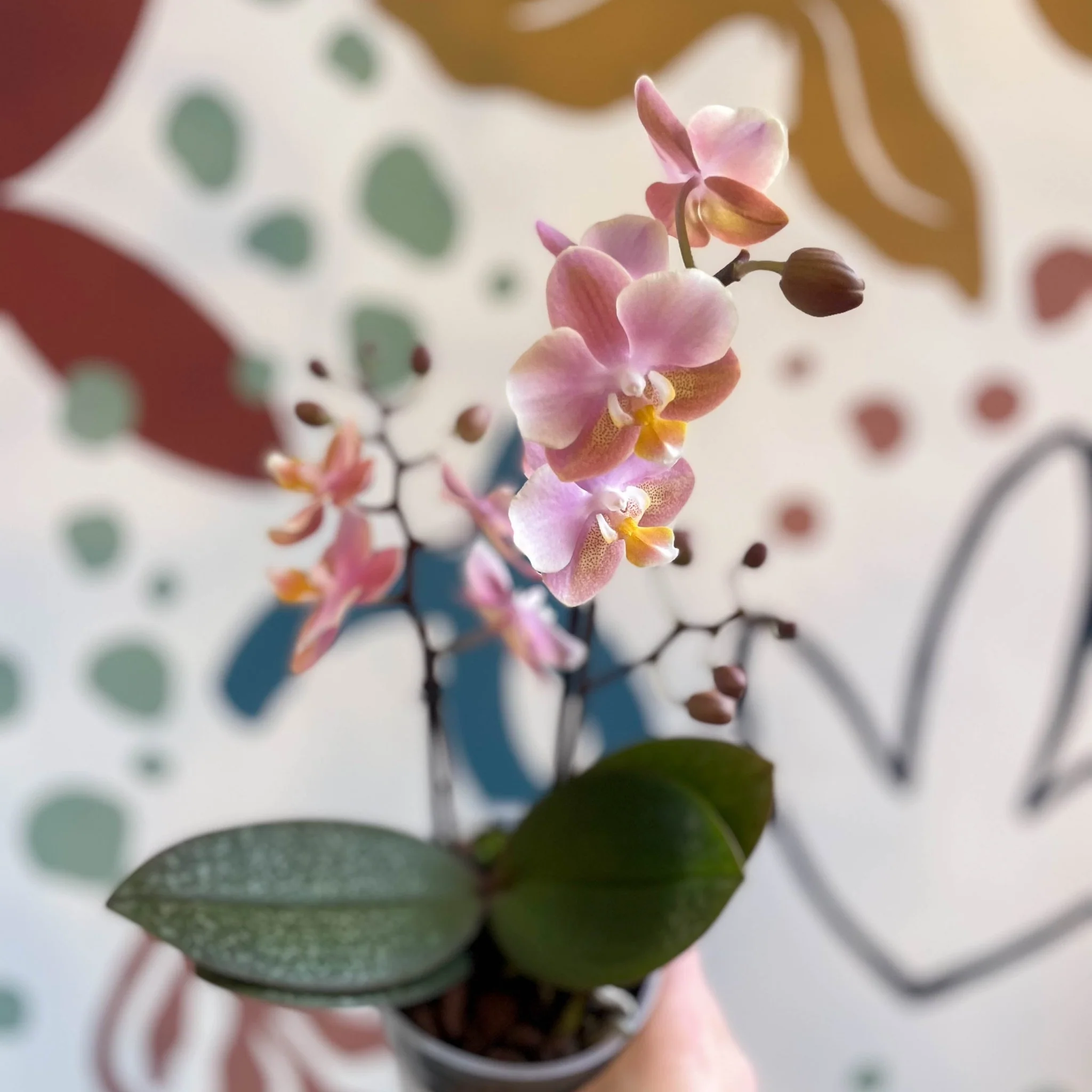 Phalaenopsis 'Aromio Oriental' - Light Pink Fragrant Moth Orchid - Image 11