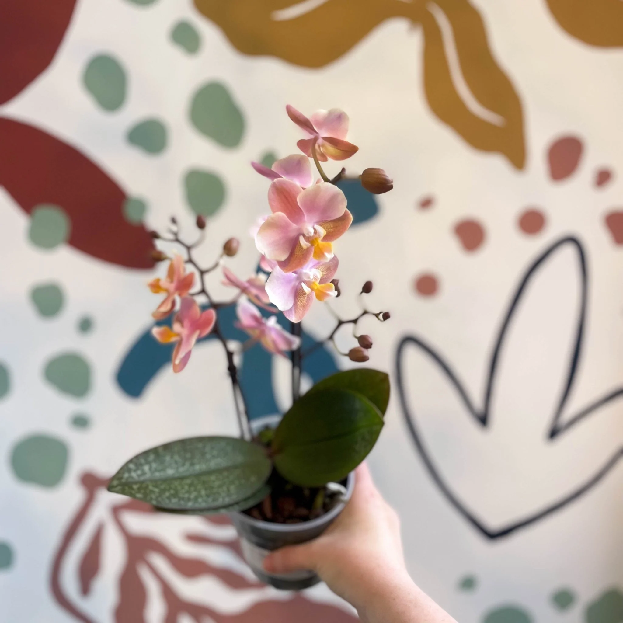 Phalaenopsis 'Aromio Oriental' - Light Pink Fragrant Moth Orchid - Image 12
