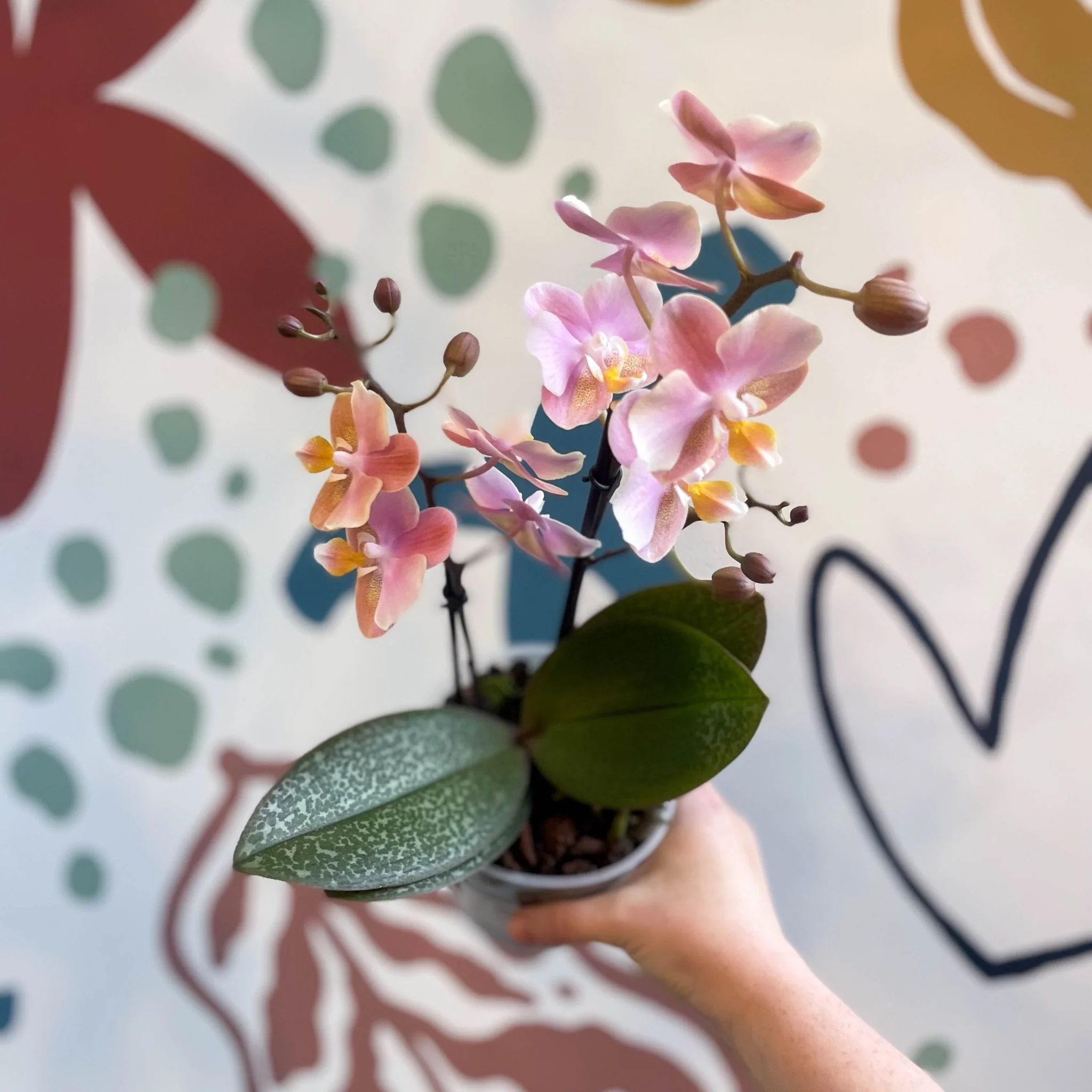 Phalaenopsis 'Aromio Oriental' - Light Pink Fragrant Moth Orchid - Image 13