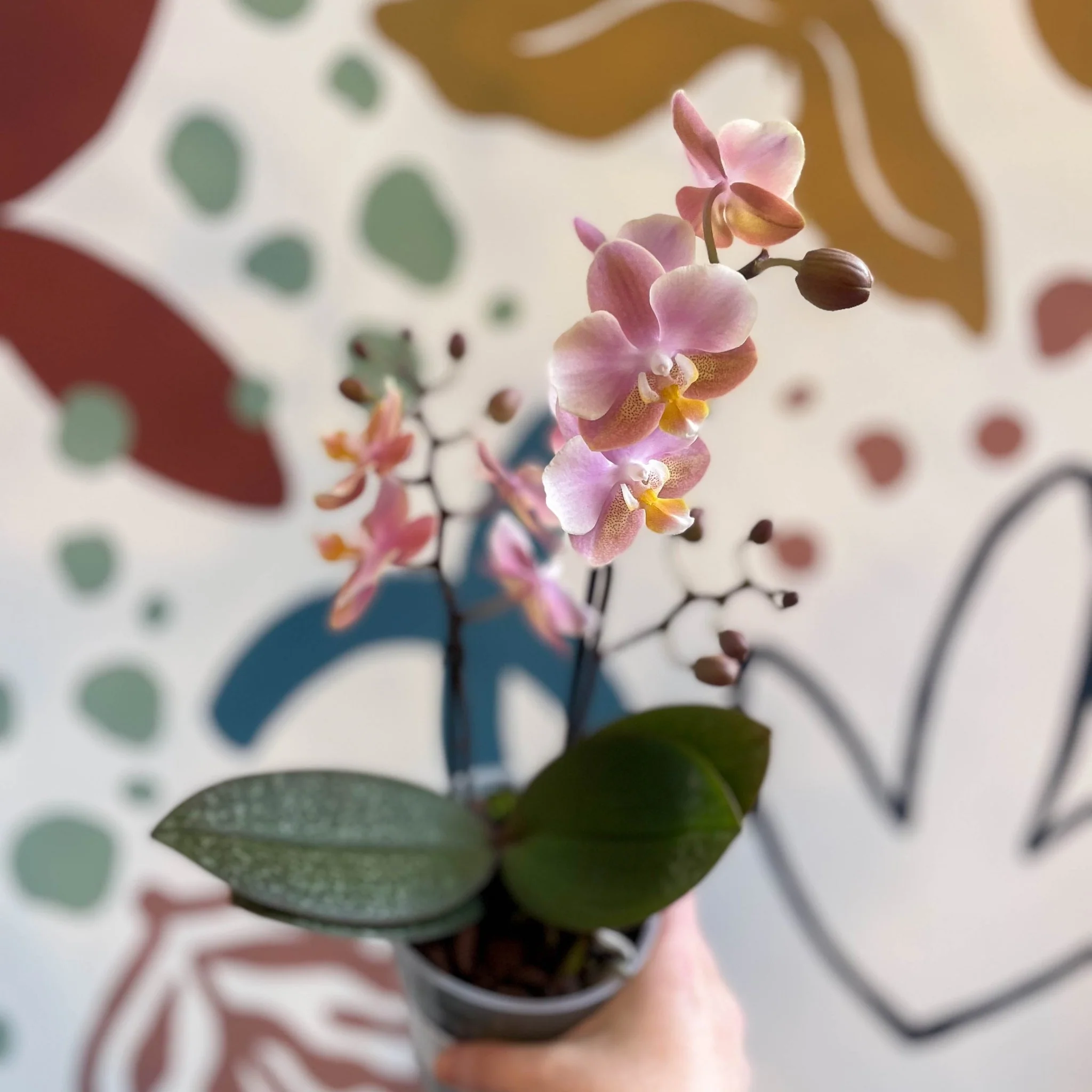 Phalaenopsis 'Aromio Oriental' - Light Pink Fragrant Moth Orchid - Image 14