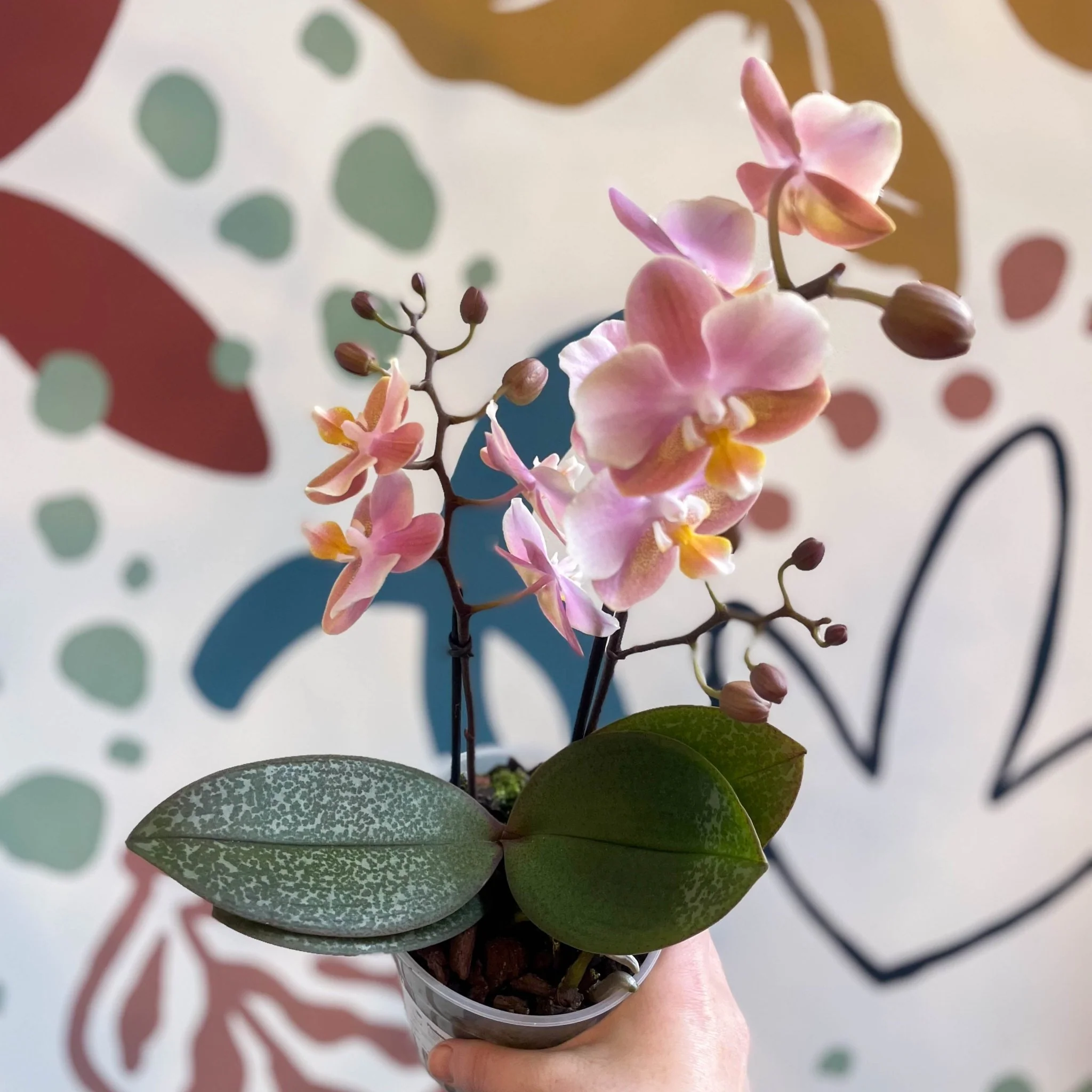 Phalaenopsis 'Aromio Oriental' - Light Pink Fragrant Moth Orchid - Image 15