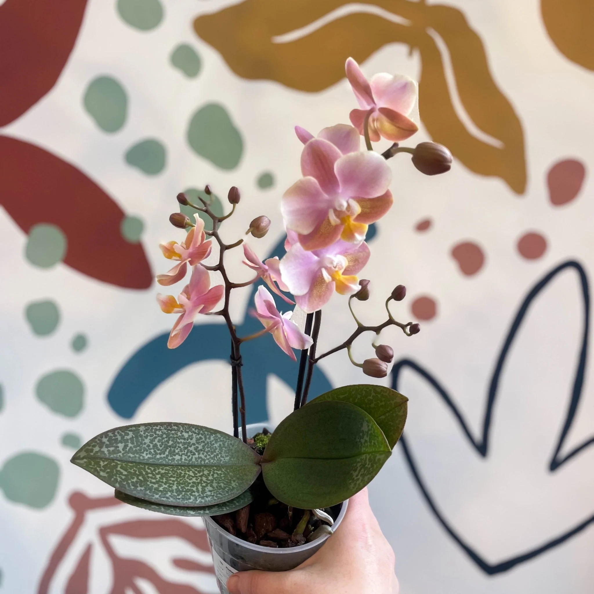 Phalaenopsis 'Aromio Oriental' - Light Pink Fragrant Moth Orchid - Image 2
