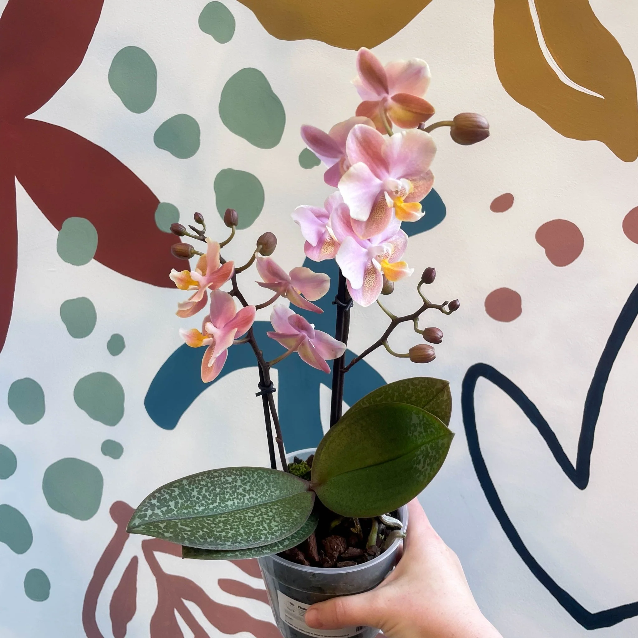 Phalaenopsis 'Aromio Oriental' - Light Pink Fragrant Moth Orchid - Image 3