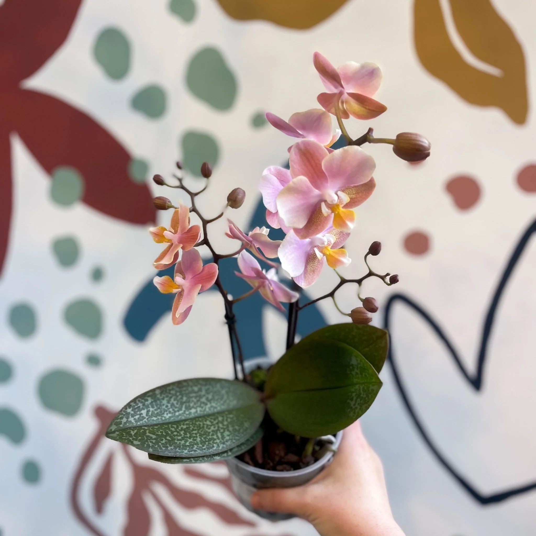 Phalaenopsis 'Aromio Oriental' - Light Pink Fragrant Moth Orchid - Image 4