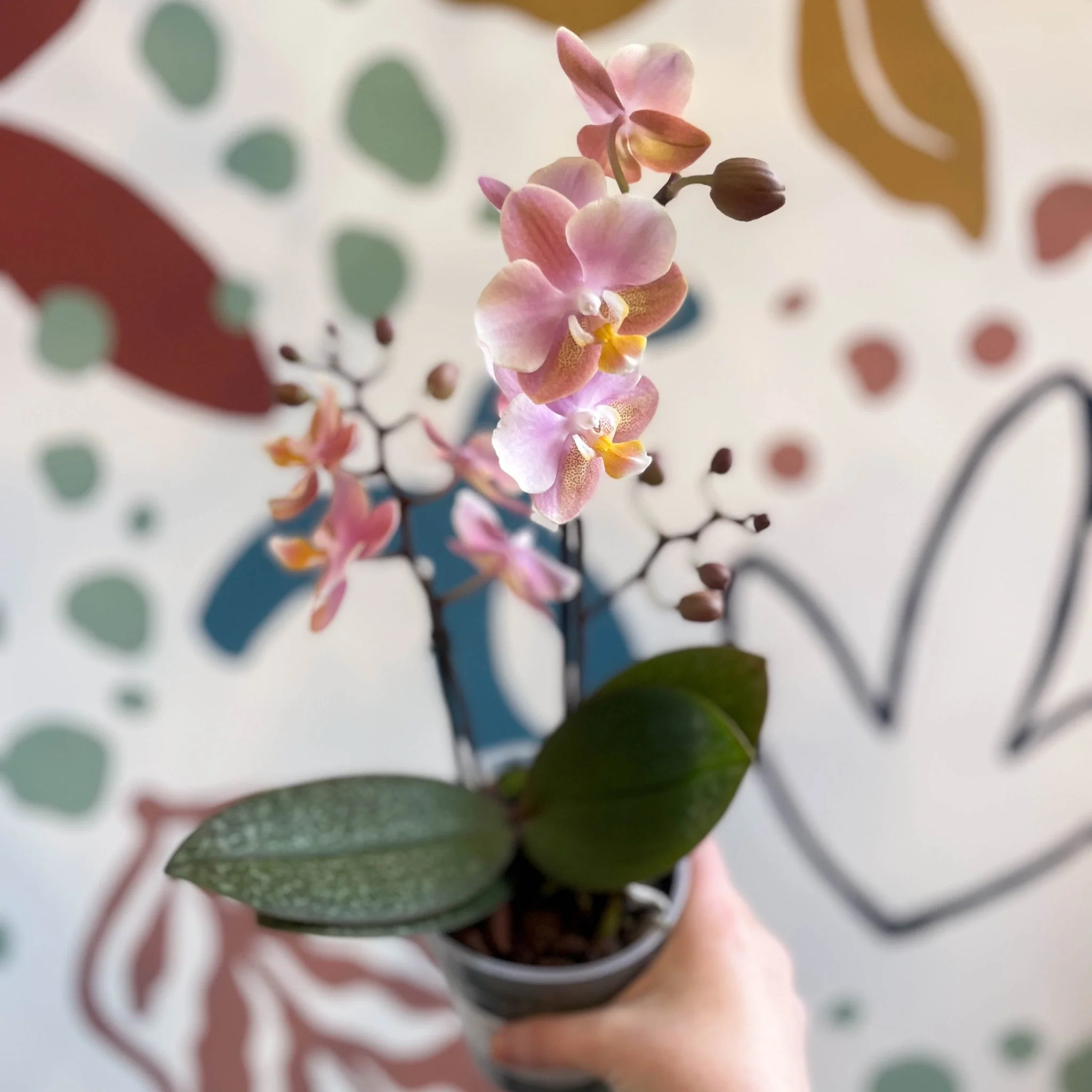 Phalaenopsis 'Aromio Oriental' - Light Pink Fragrant Moth Orchid - Image 5