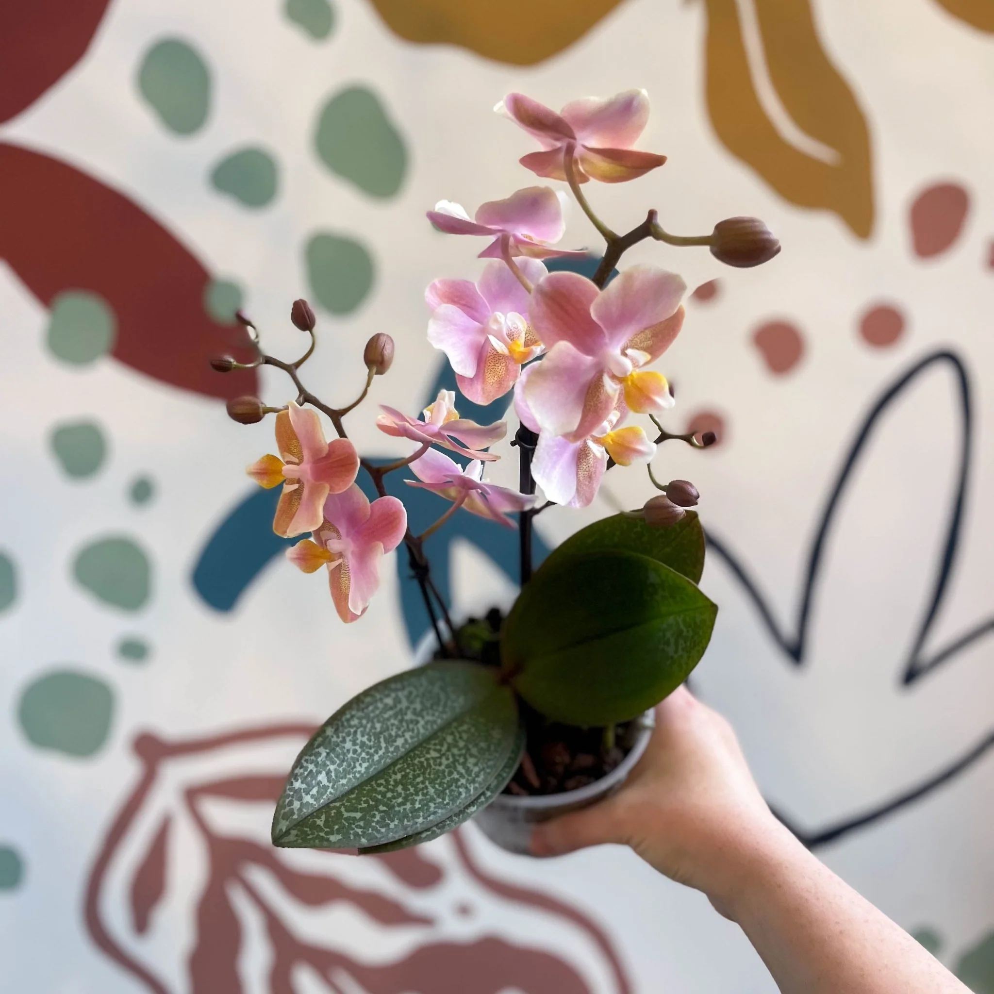 Phalaenopsis 'Aromio Oriental' - Light Pink Fragrant Moth Orchid - Image 6