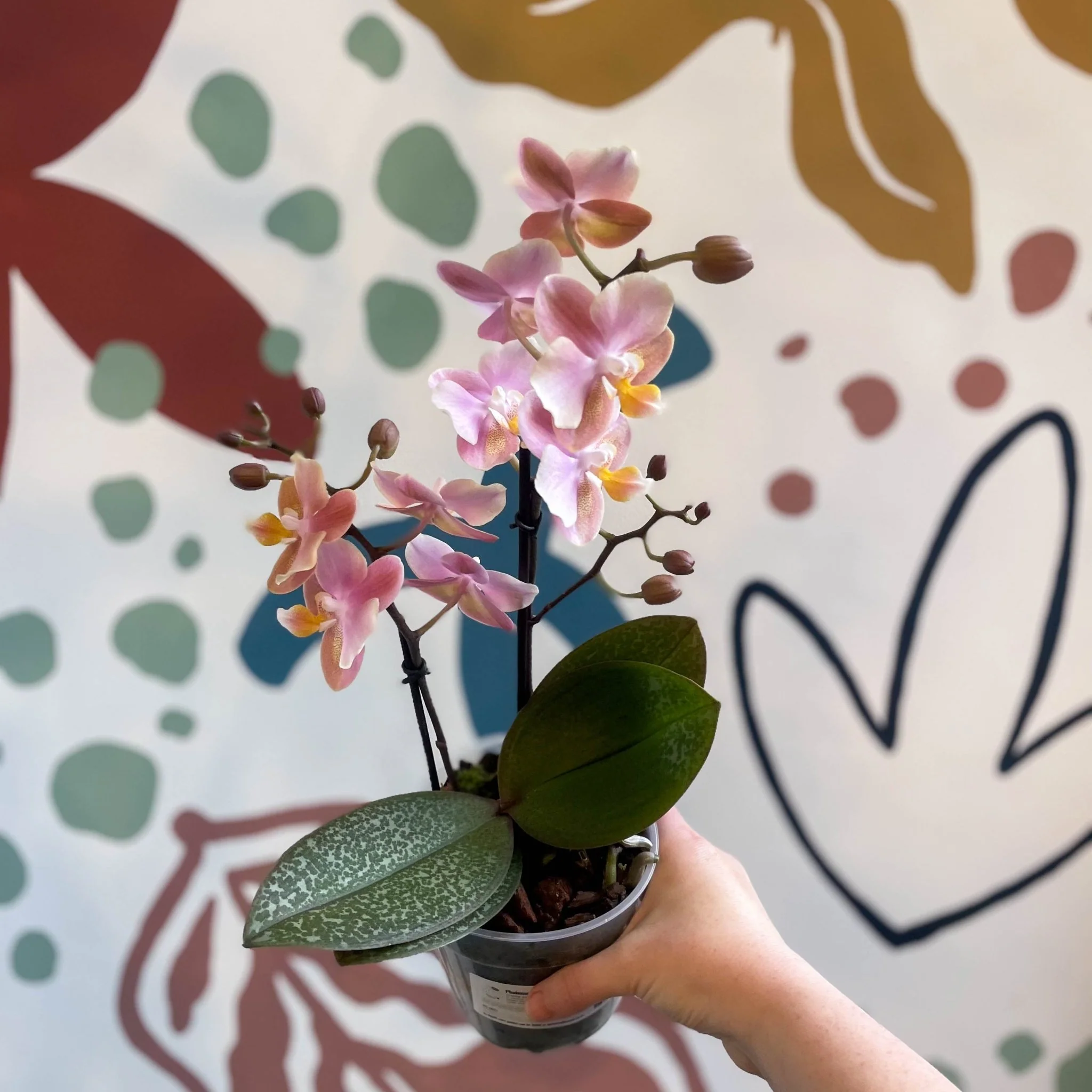 Phalaenopsis 'Aromio Oriental' - Light Pink Fragrant Moth Orchid - Image 7