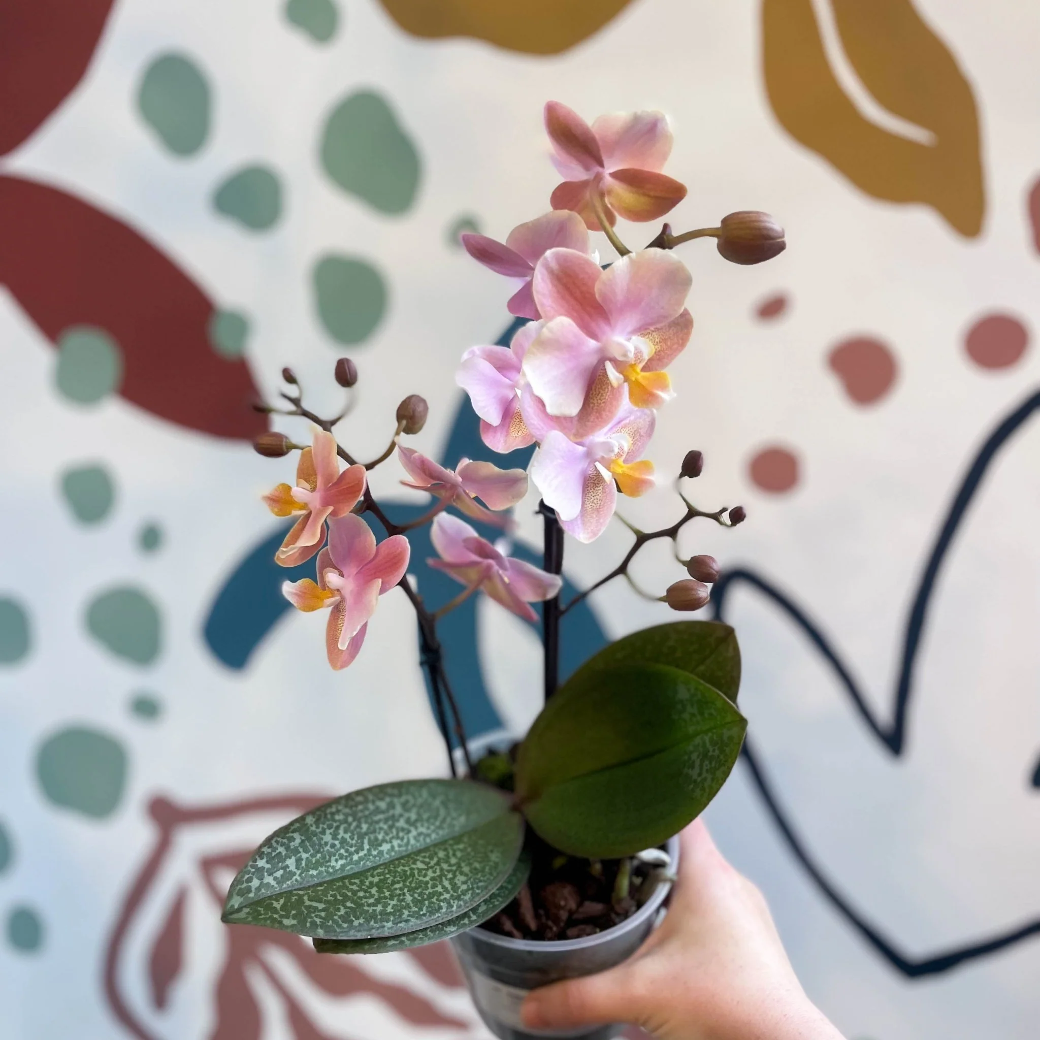 Phalaenopsis 'Aromio Oriental' - Light Pink Fragrant Moth Orchid - Image 8