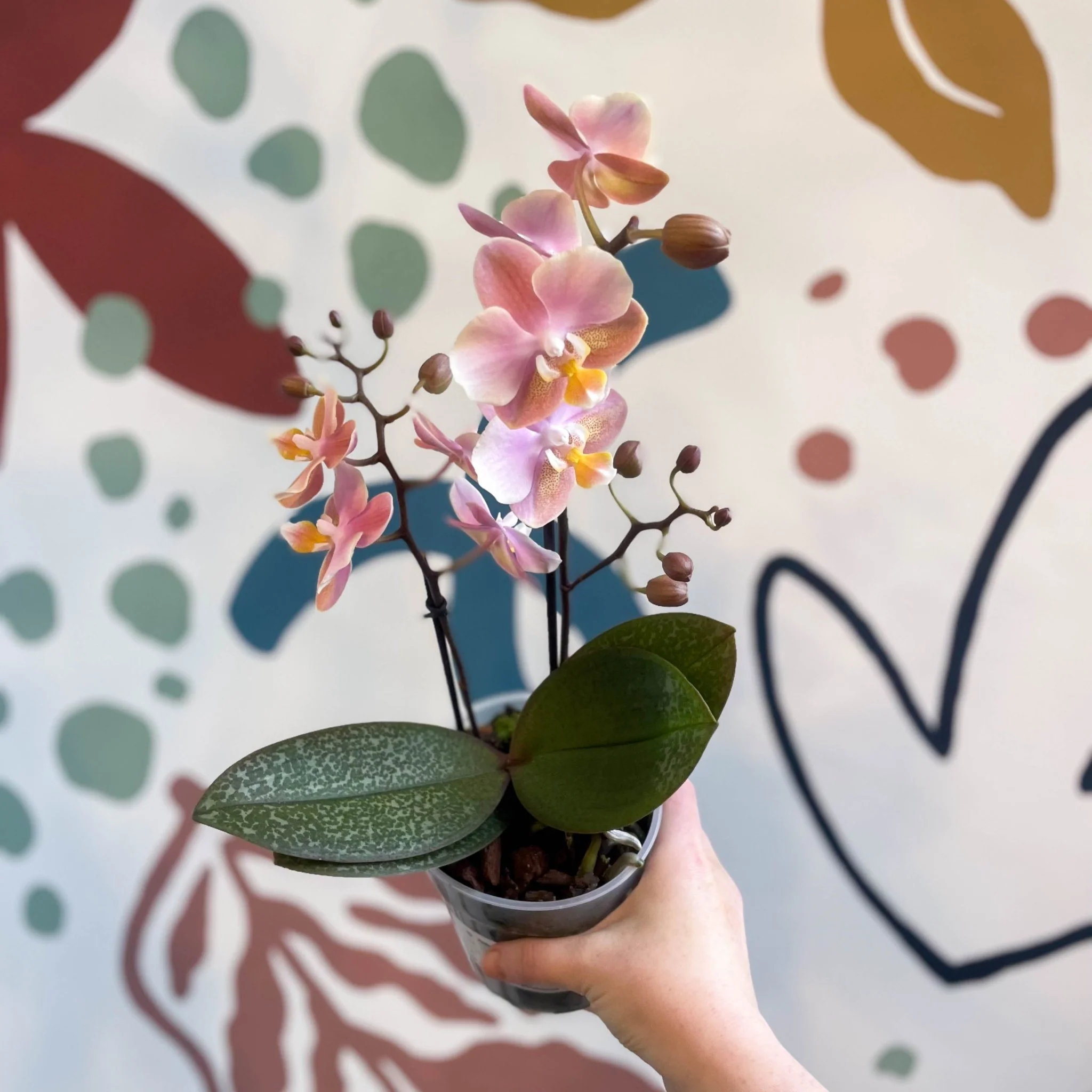 Phalaenopsis 'Aromio Oriental' - Light Pink Fragrant Moth Orchid - Image 9