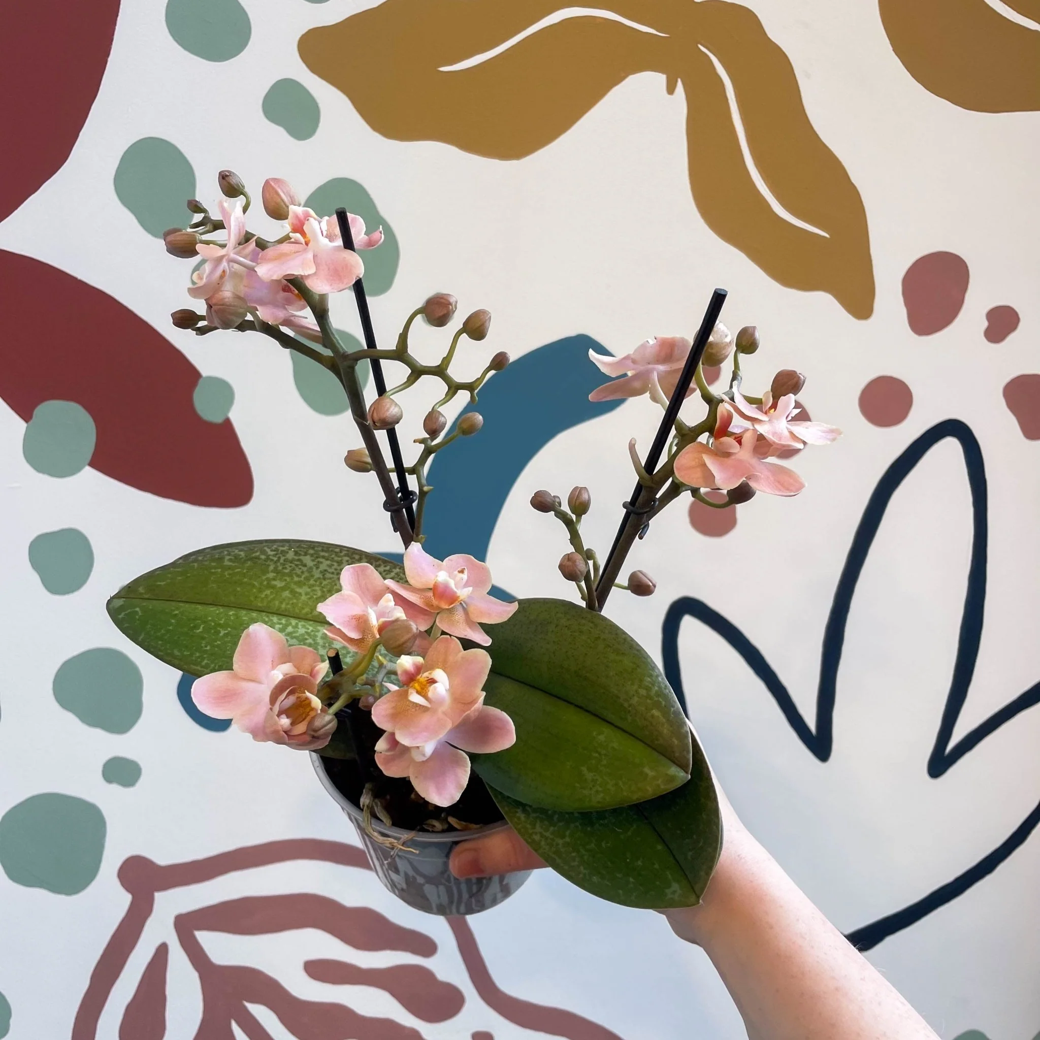 Phalaenopsis 'Aromio Sweet' - Dusty Pink Fragrant Moth Orchid - Image 14