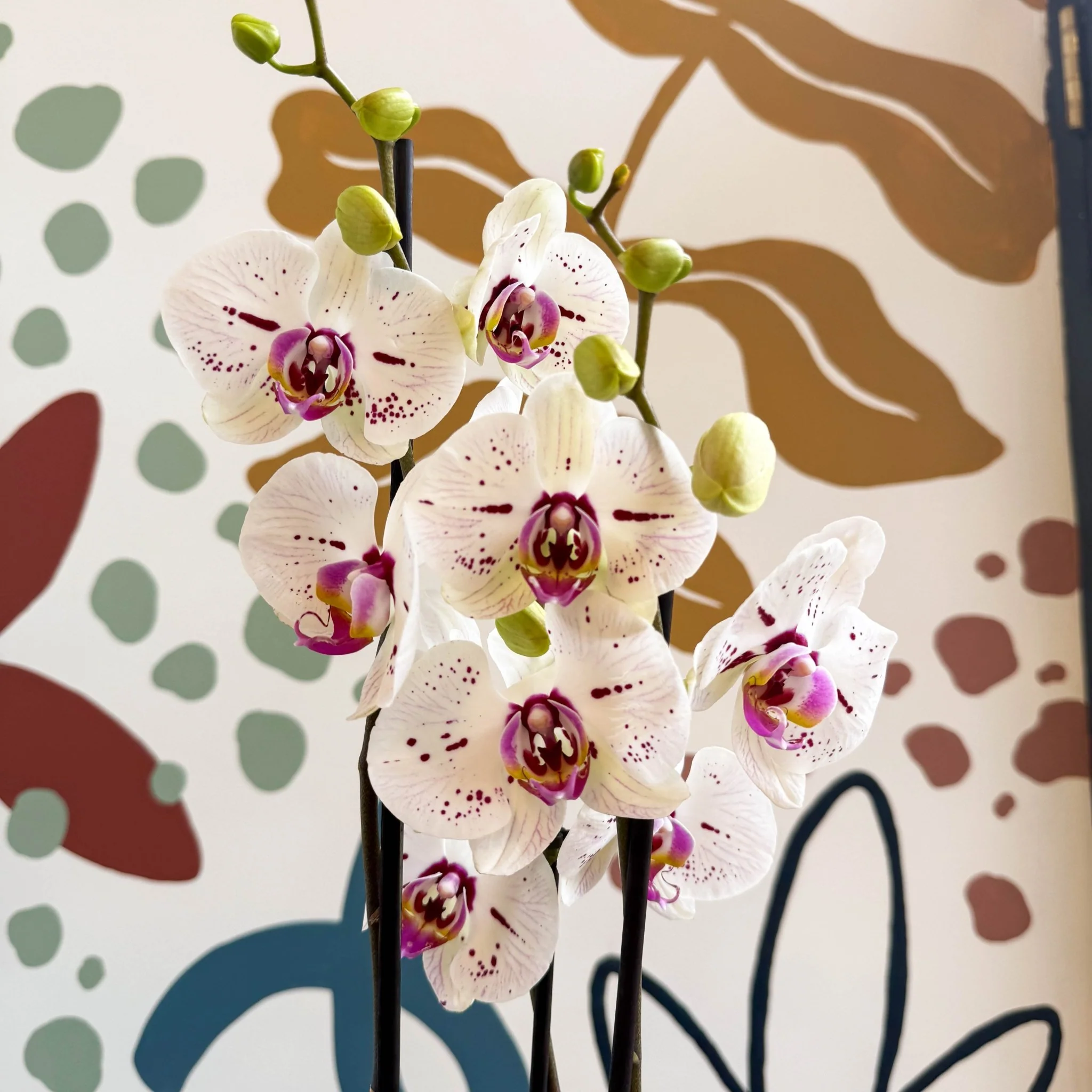 Phalaenopsis 'Bohemian Goya' - Pink and White Moth Orchid