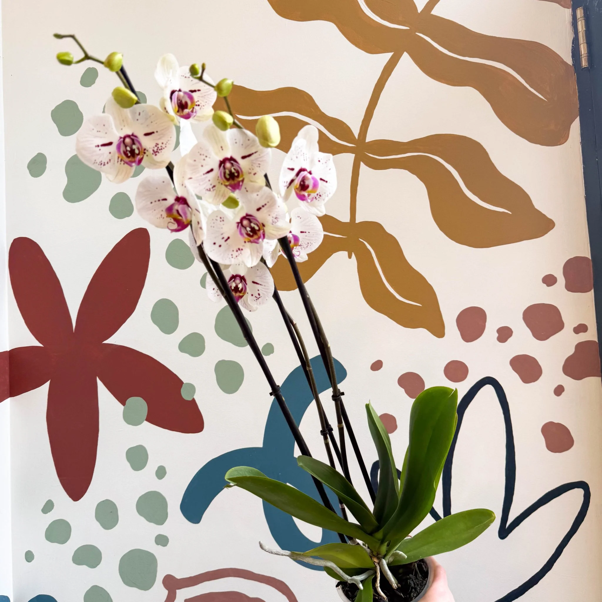 Phalaenopsis 'Bohemian Goya' - Pink and White Moth Orchid - Image 2