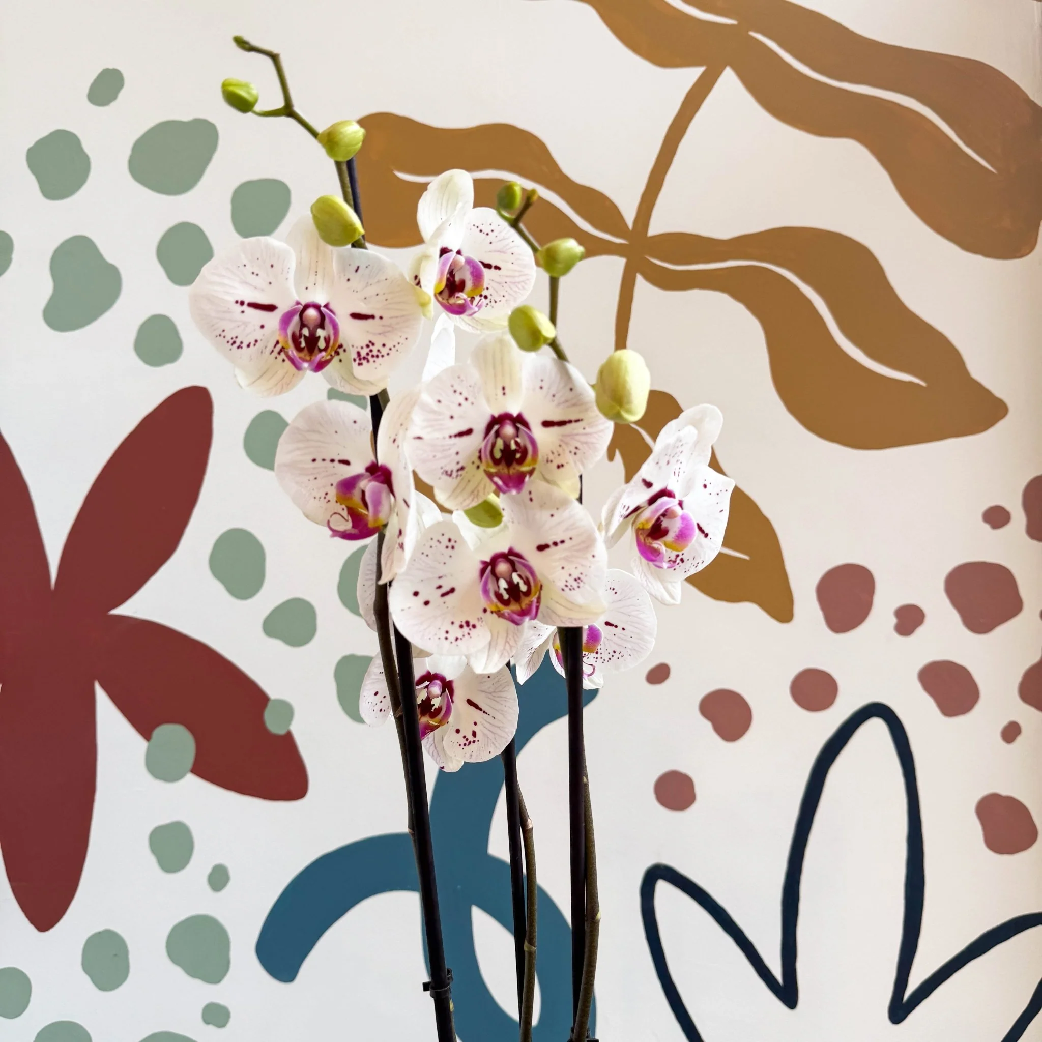 Phalaenopsis 'Bohemian Goya' - Pink and White Moth Orchid - Image 4