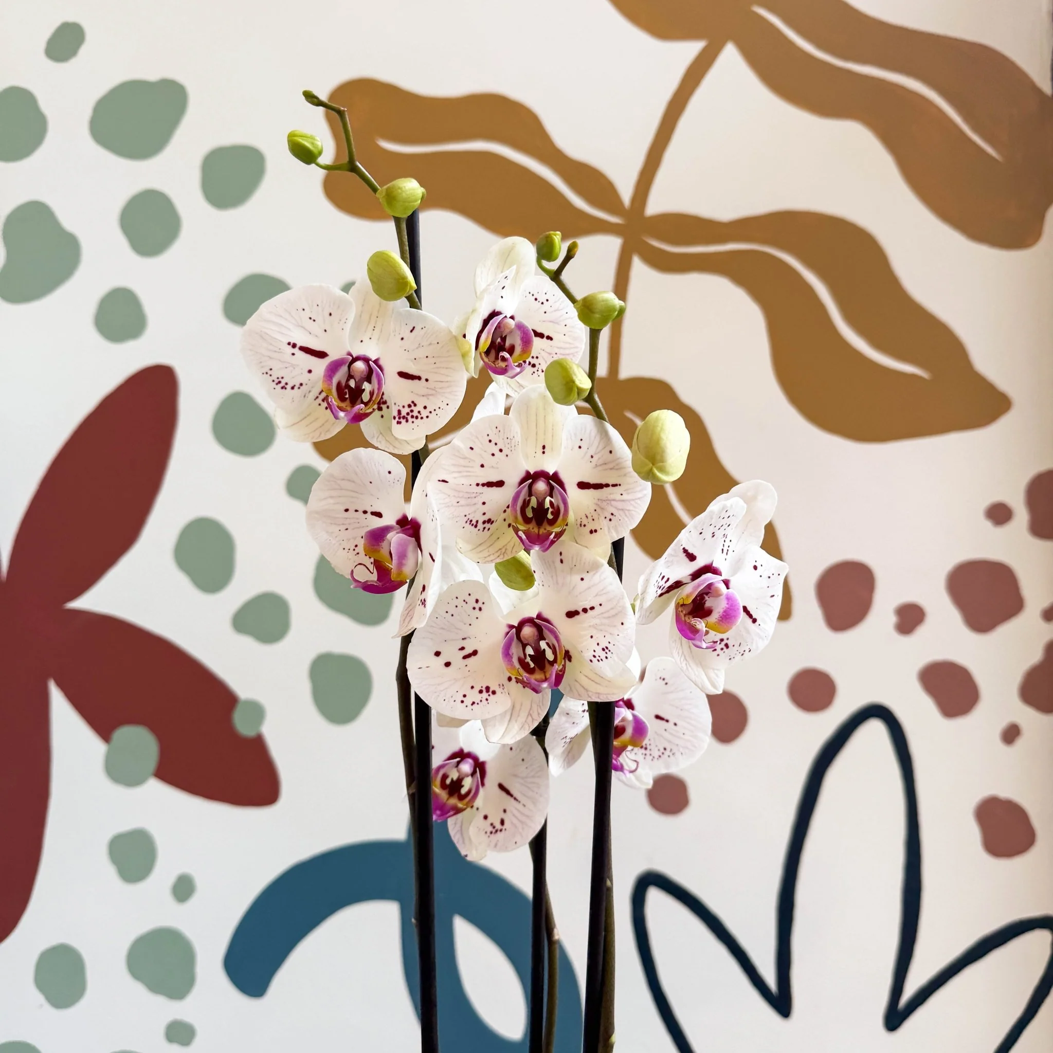 Phalaenopsis 'Bohemian Goya' - Pink and White Moth Orchid - Image 5