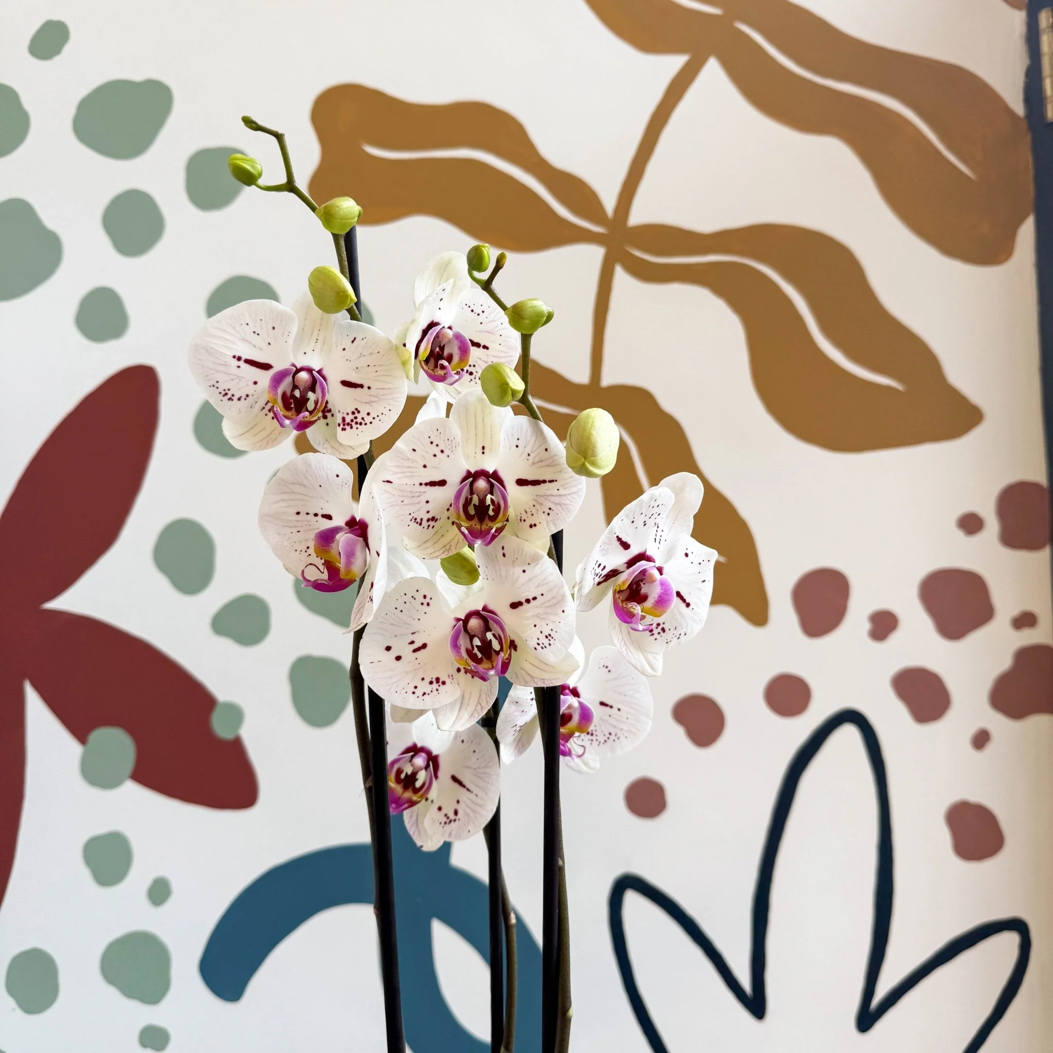 Phalaenopsis 'Bohemian Goya' - Pink and White Moth Orchid - Image 6