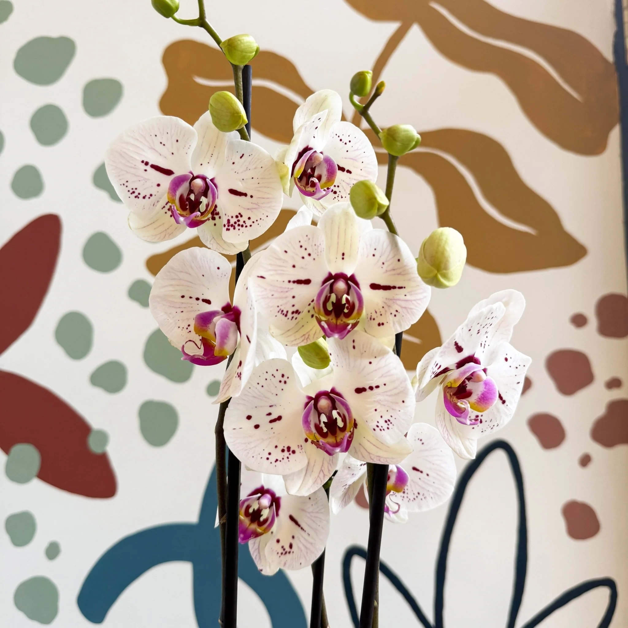 Phalaenopsis 'Bohemian Goya' - Pink and White Moth Orchid - Image 7