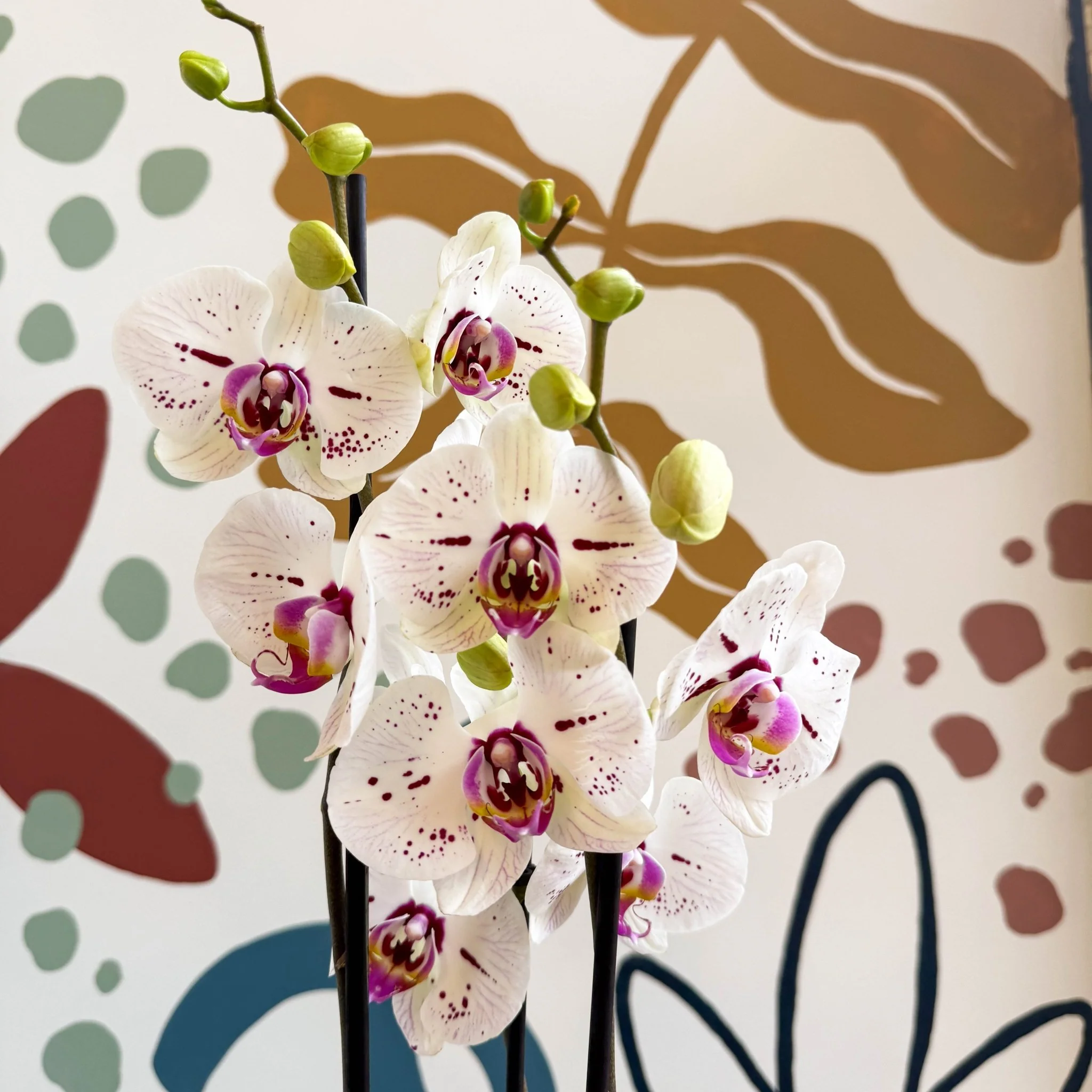 Phalaenopsis 'Bohemian Goya' - Pink and White Moth Orchid - Image 8