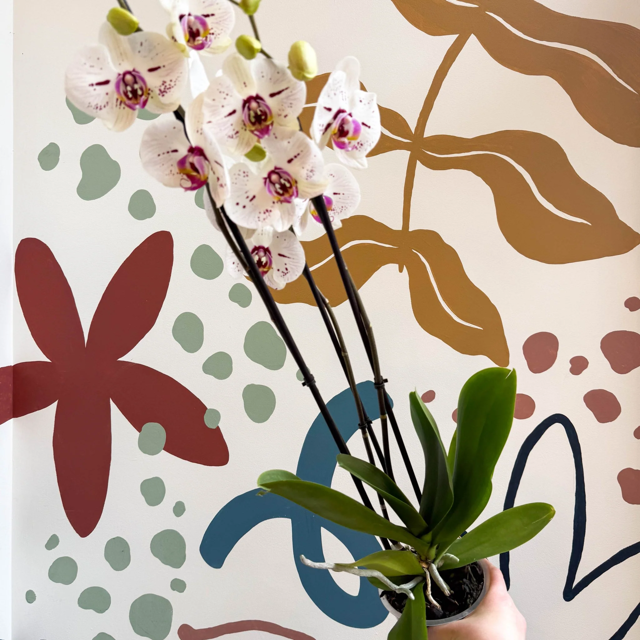 Phalaenopsis 'Bohemian Goya' - Pink and White Moth Orchid - Image 9