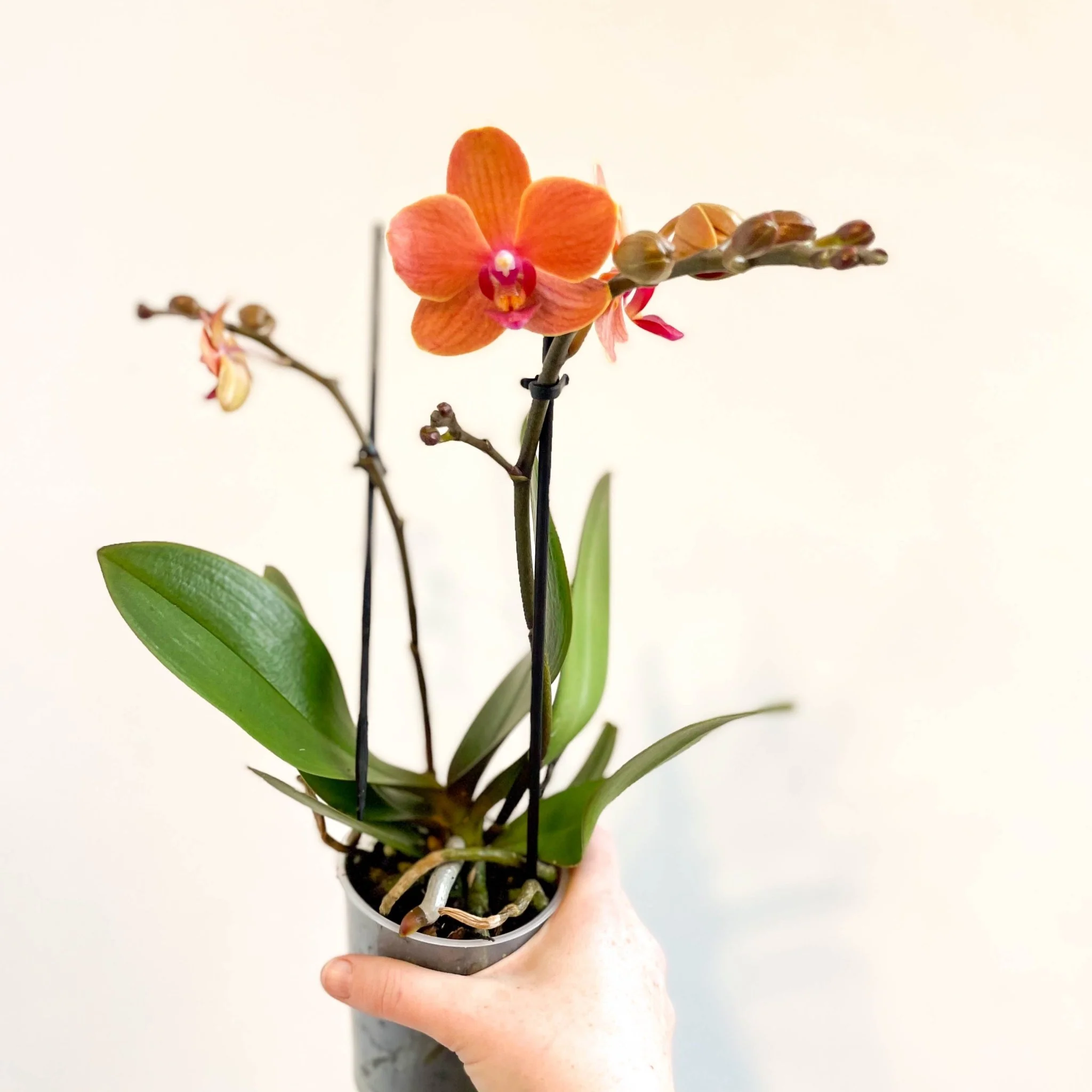 Phalaenopsis 'Bolzano' - Orange Moth Orchid