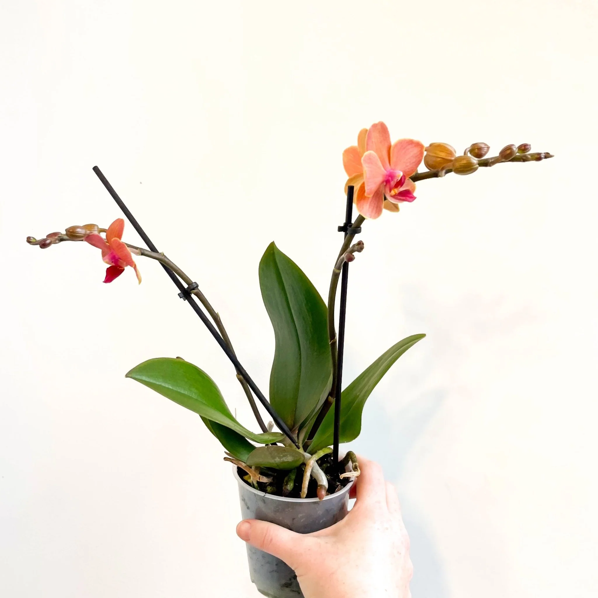 Phalaenopsis 'Bolzano' - Orange Moth Orchid - Image 2