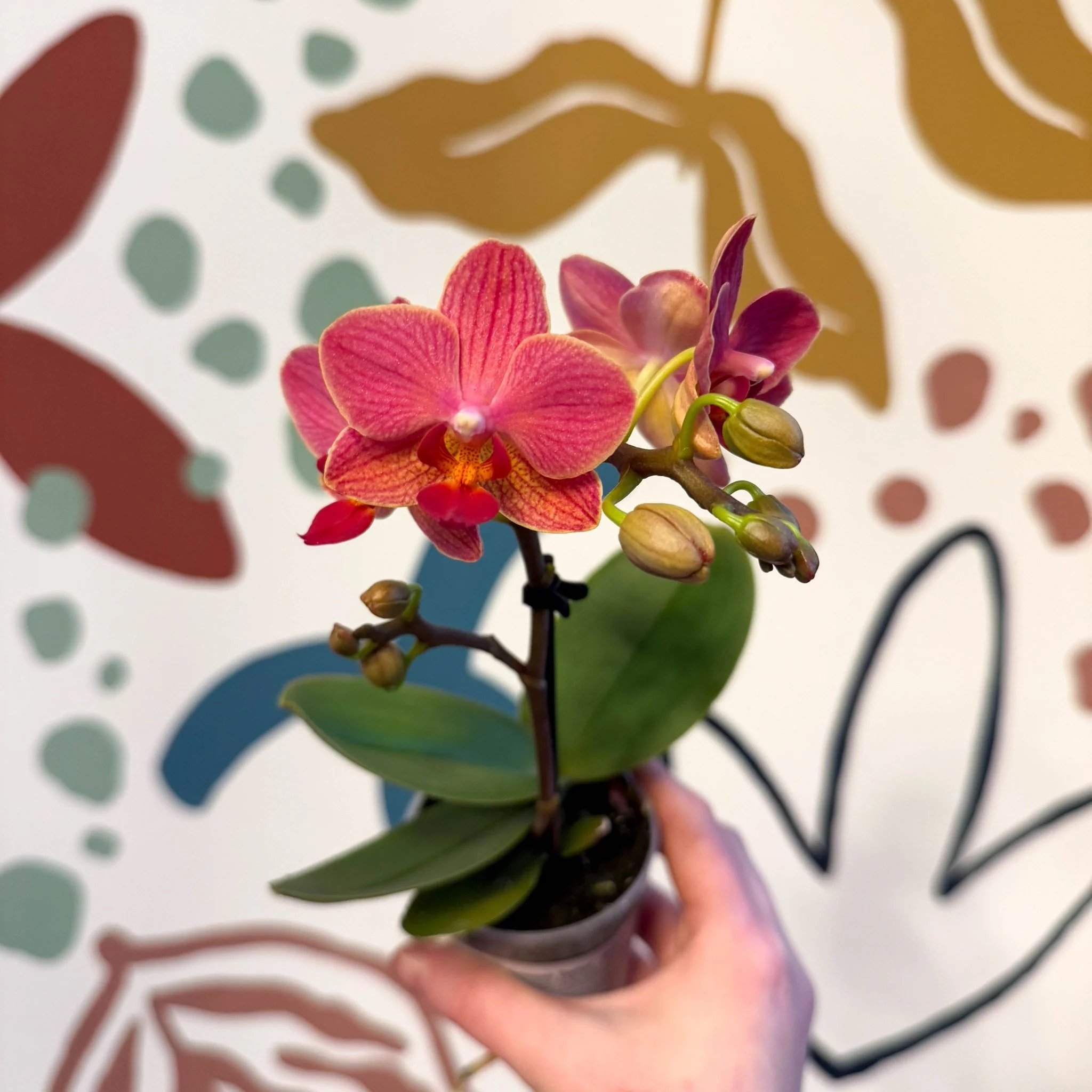 Phalaenopsis 'Daphne' - Moth Orchid