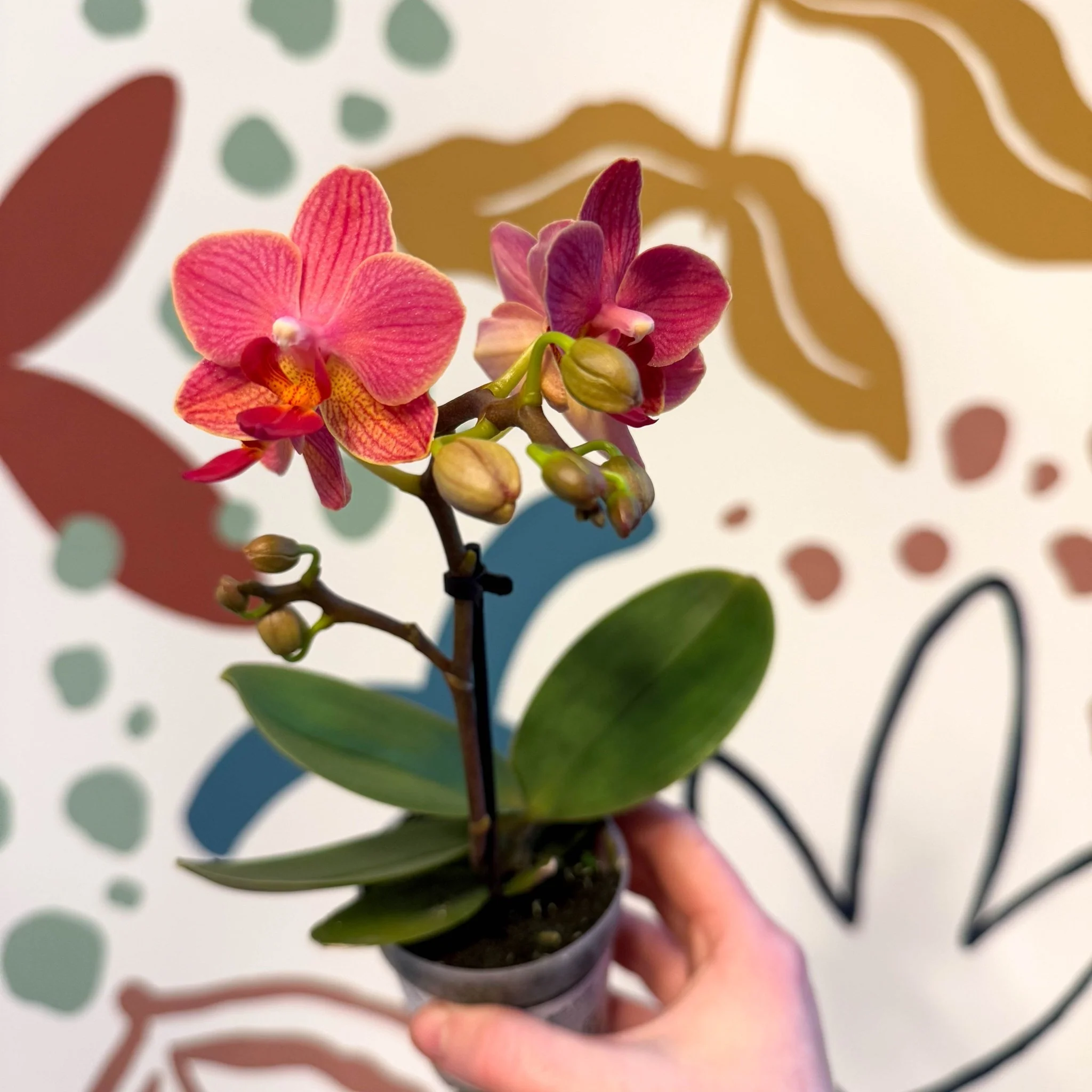 Phalaenopsis 'Daphne' - Moth Orchid - Image 10