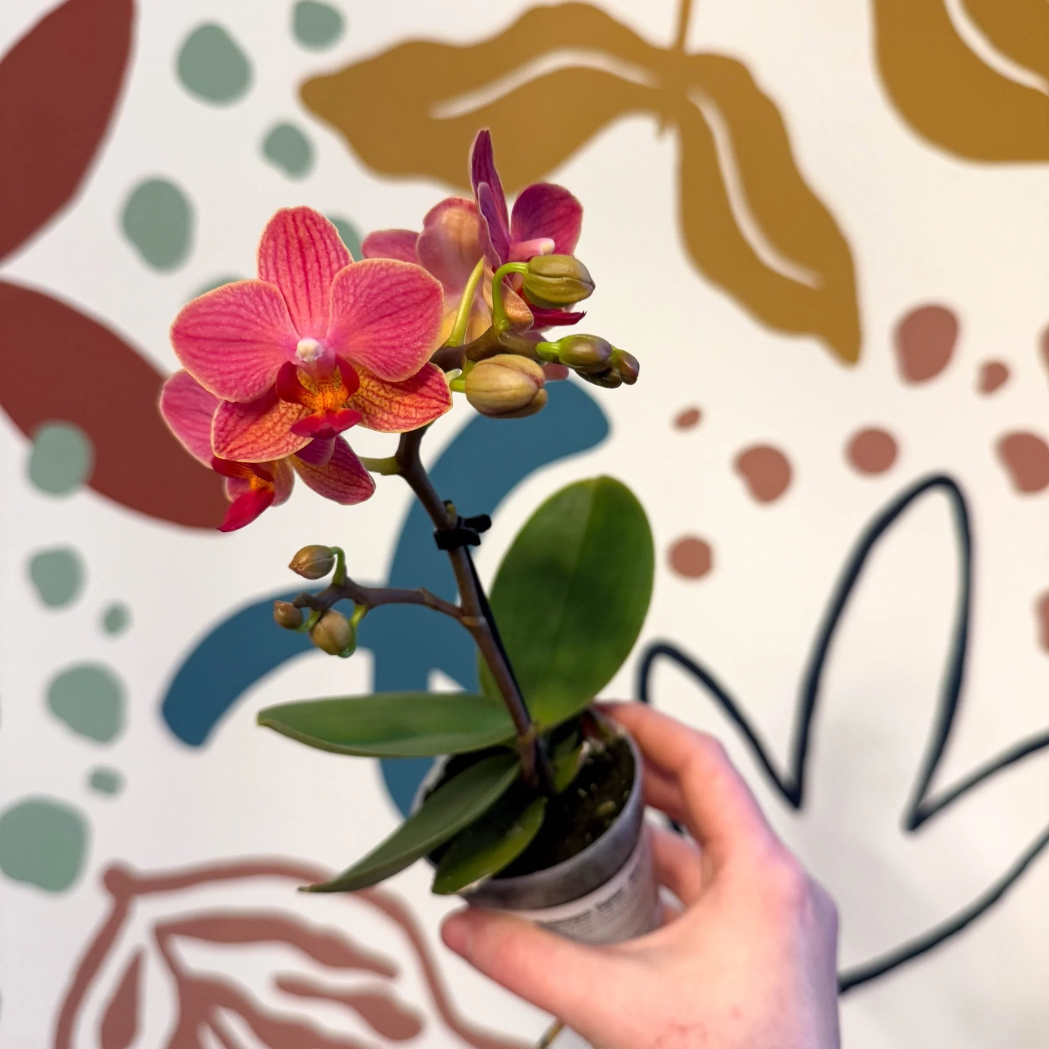 Phalaenopsis 'Daphne' - Moth Orchid - Image 11