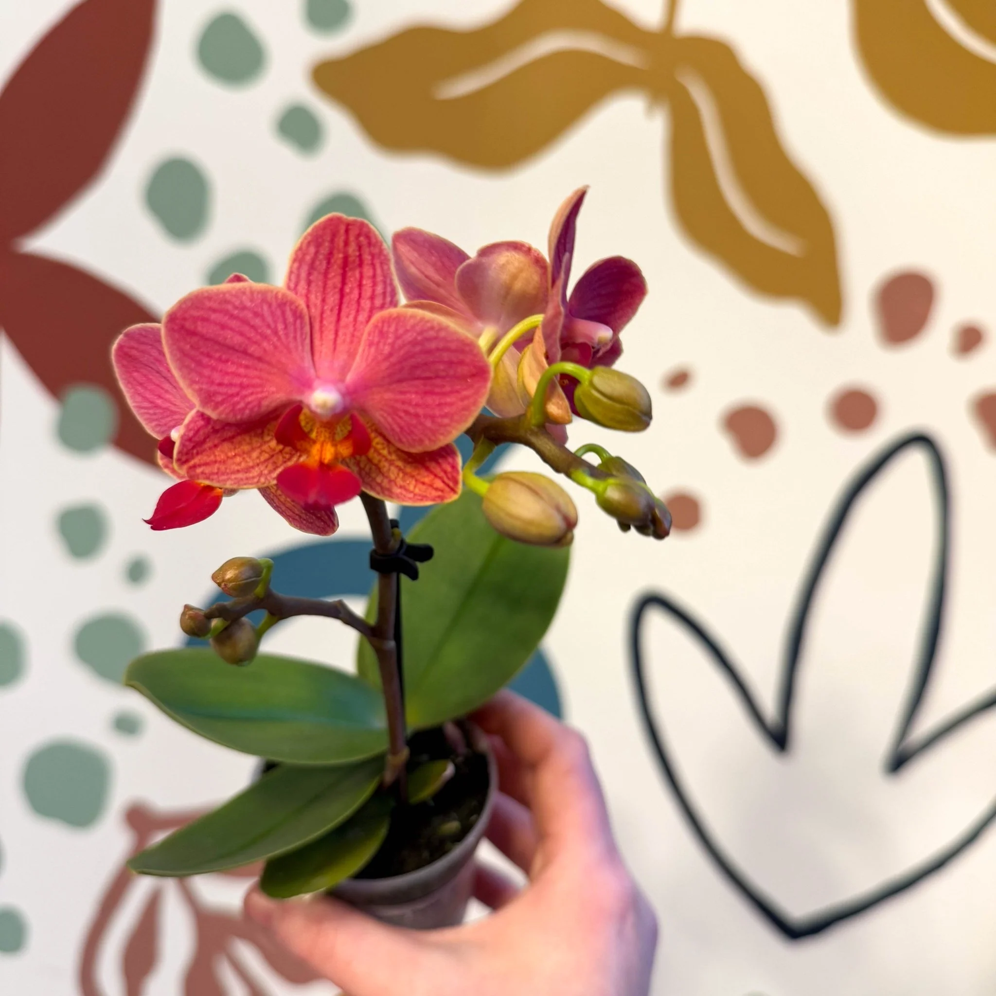 Phalaenopsis 'Daphne' - Moth Orchid - Image 2