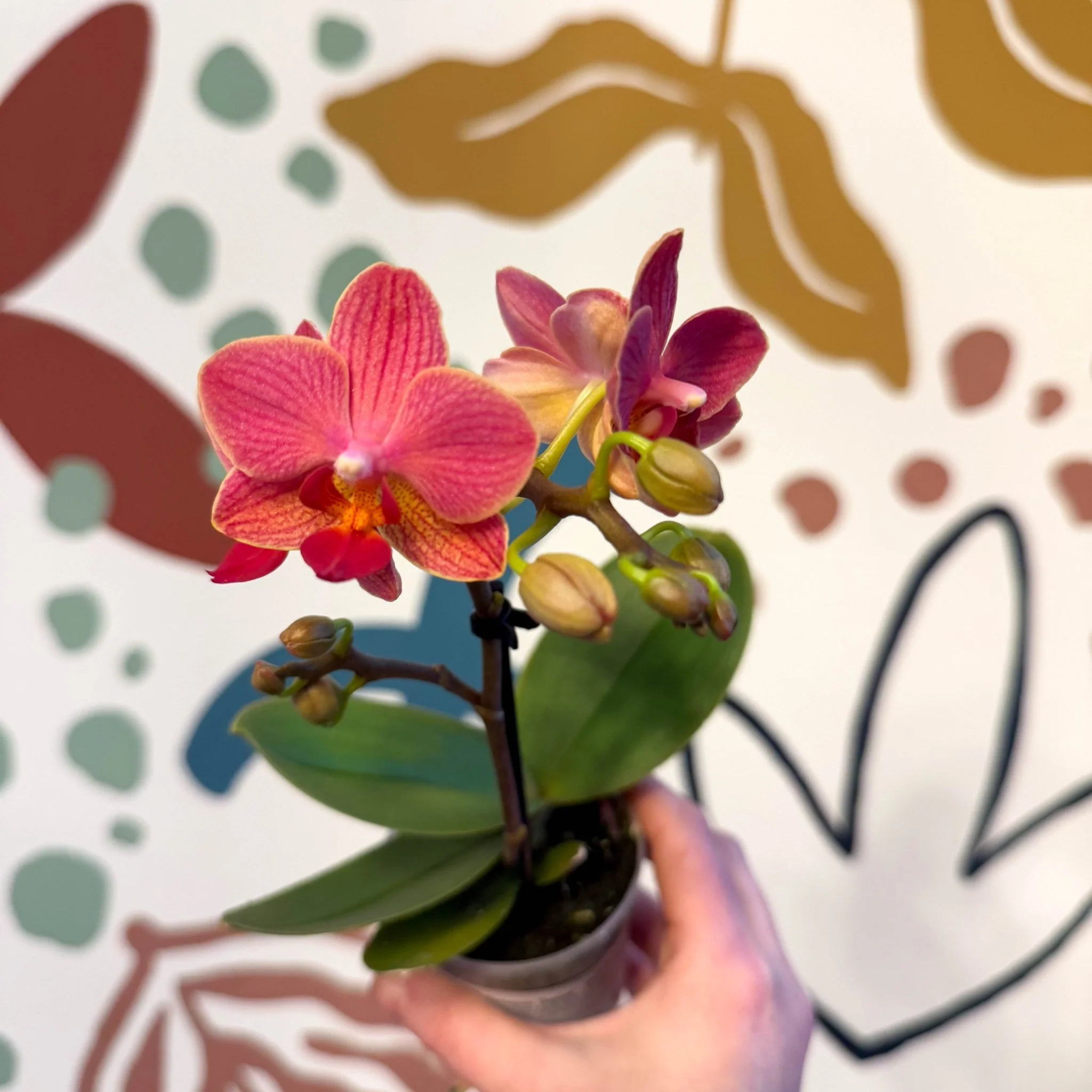 Phalaenopsis 'Daphne' - Moth Orchid - Image 3