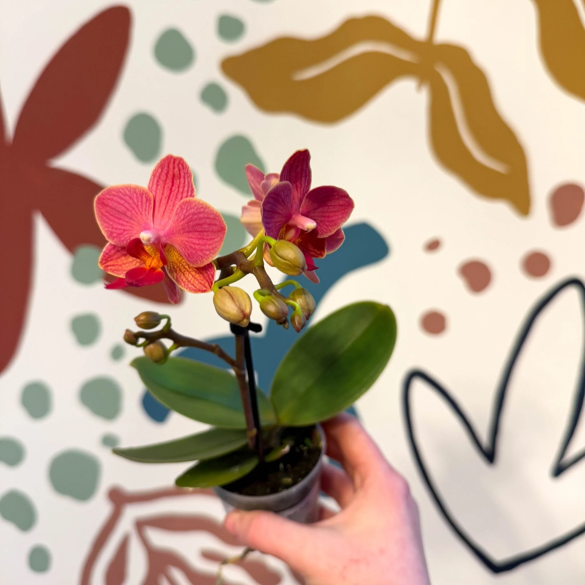 Phalaenopsis 'Daphne' - Moth Orchid - Image 4