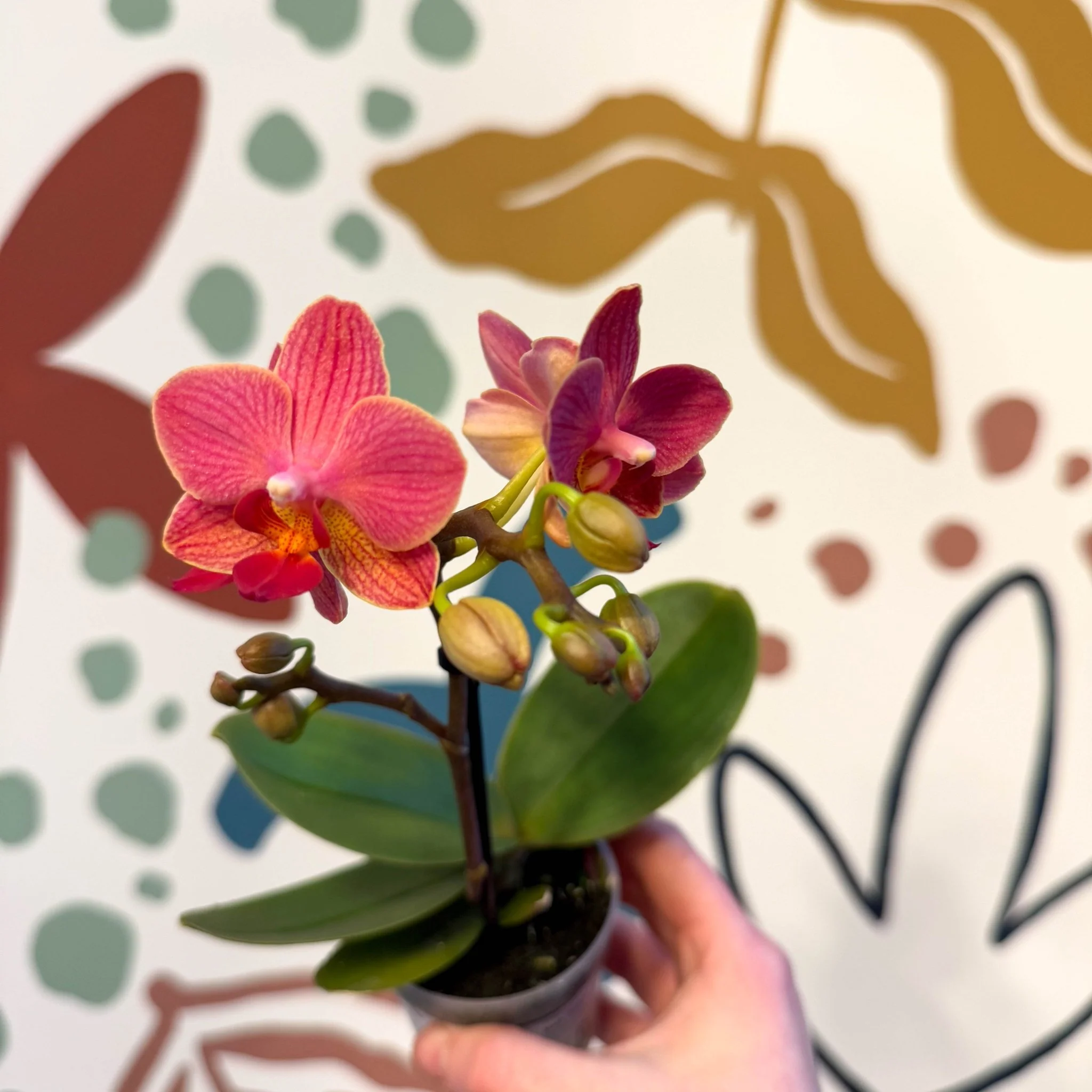 Phalaenopsis 'Daphne' - Moth Orchid - Image 5